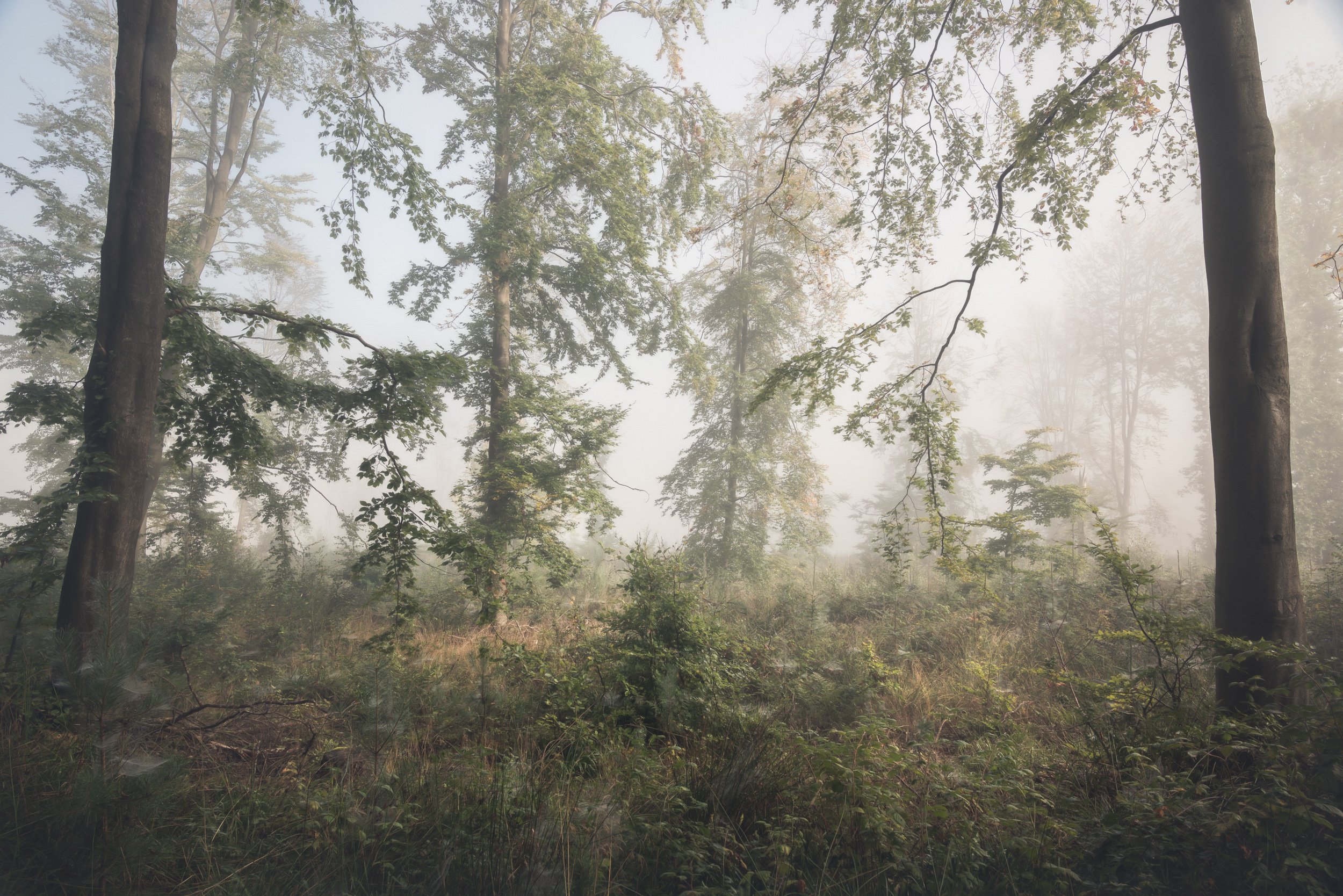 mist-summer-sunrise-woodland.jpg