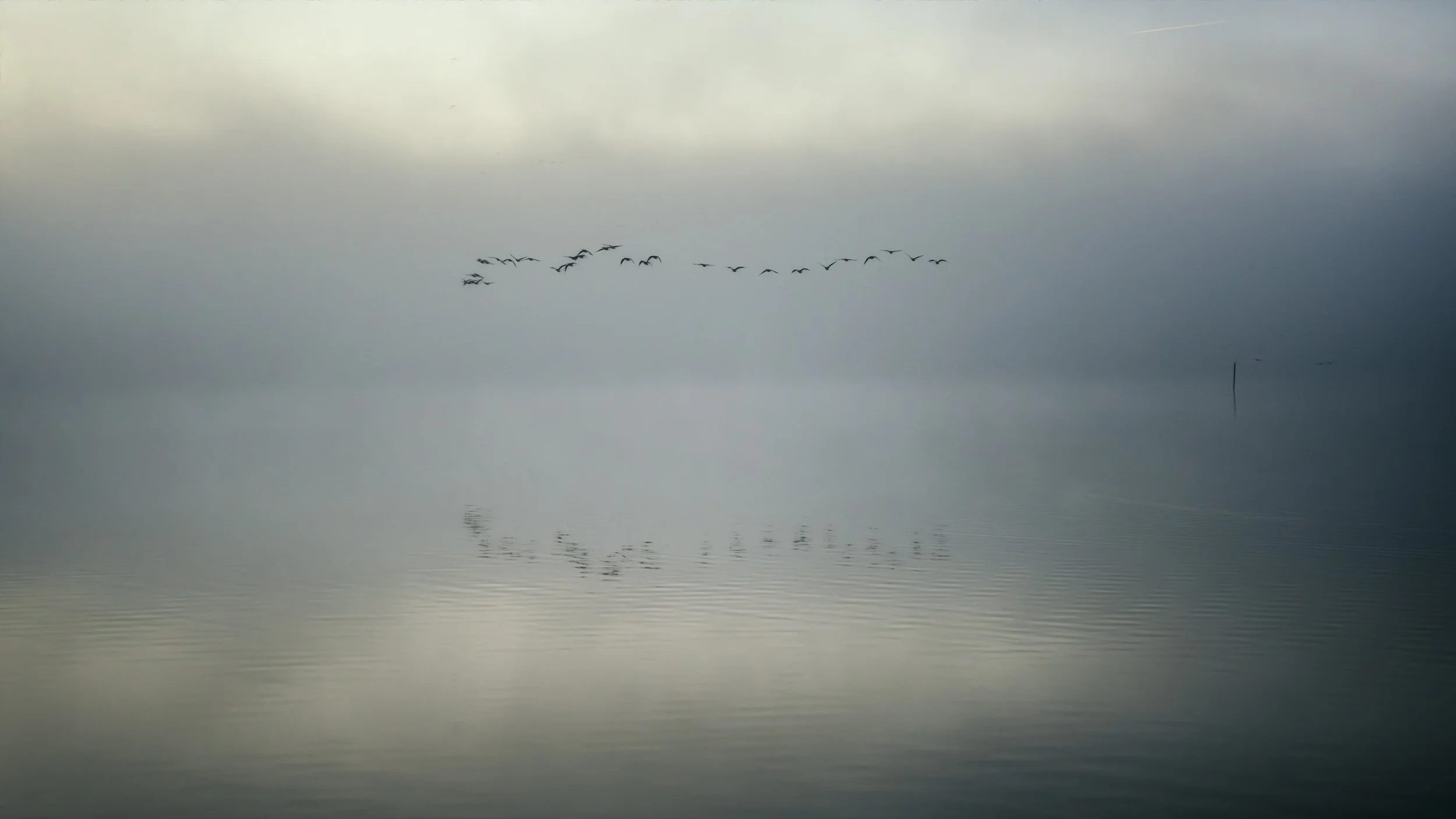 geese-flying-mistt-lake.jpg