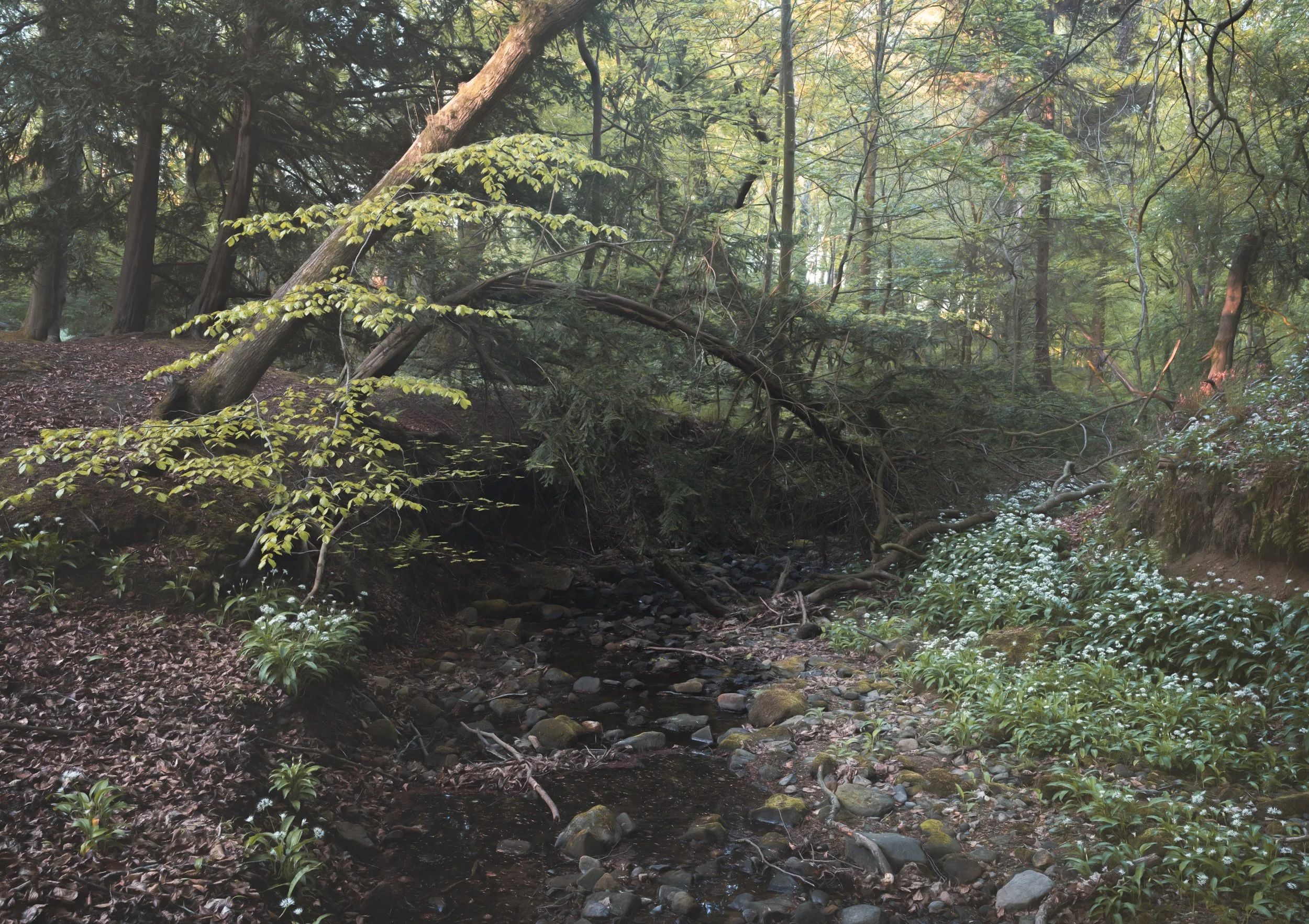 woodland-wild-garlic.jpg