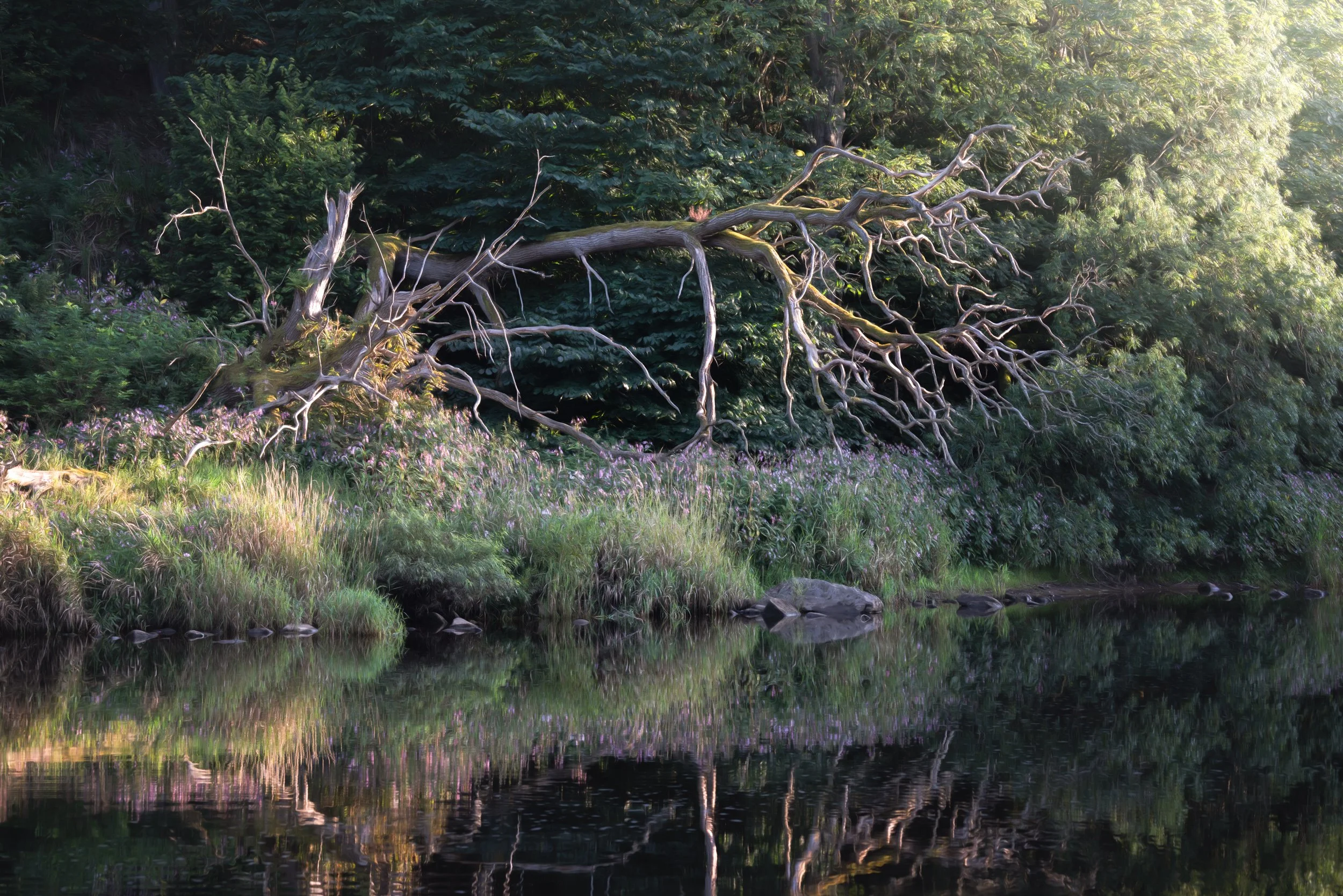 river-trees-calm.jpg