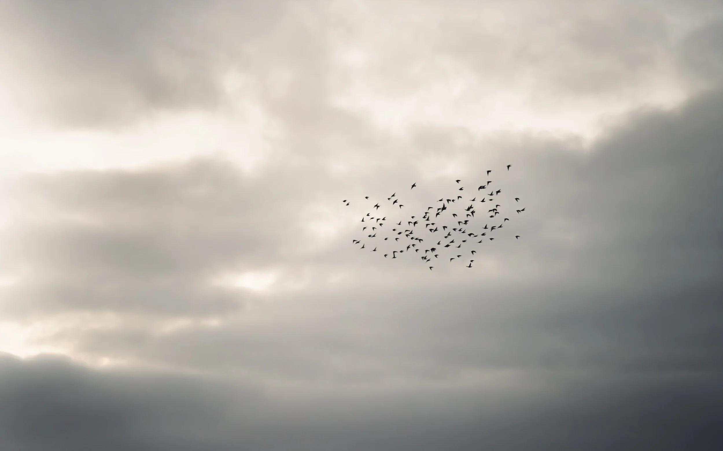 starlings-murmur-small.jpg