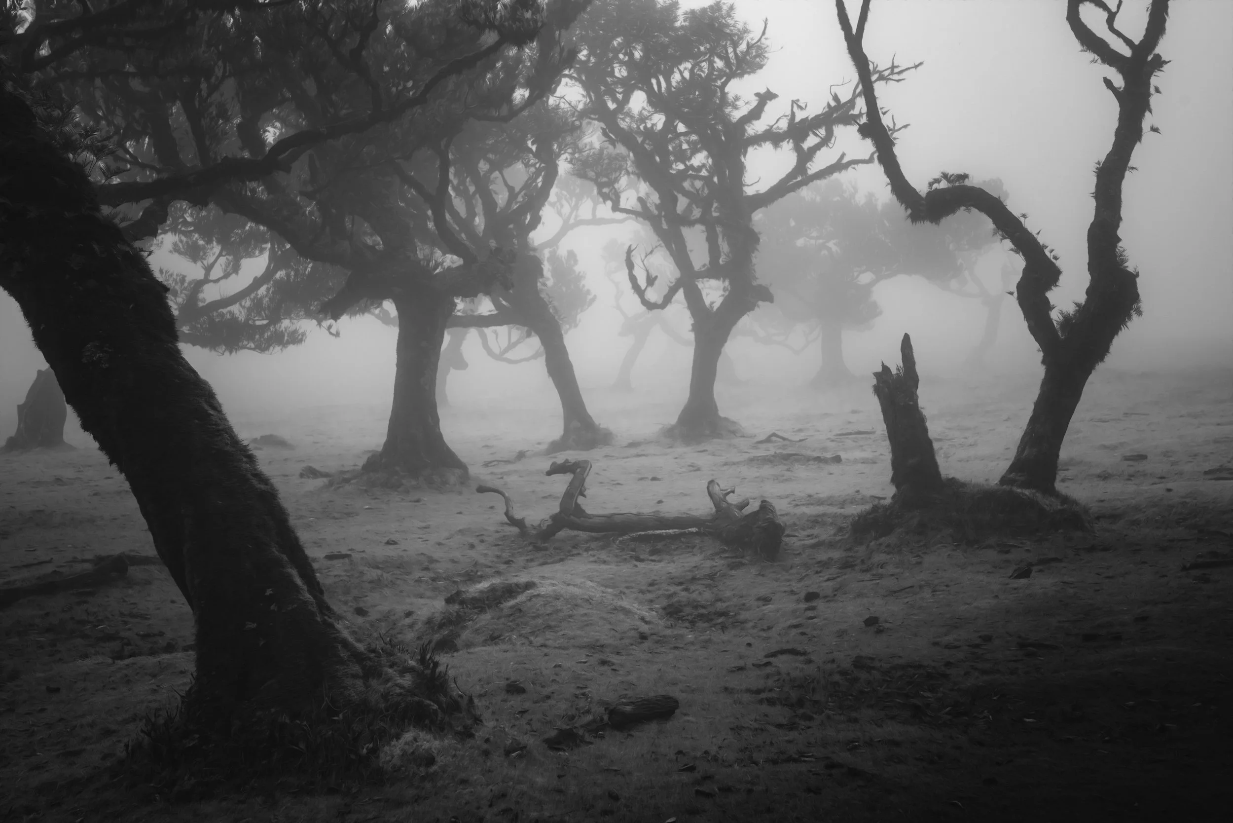 mono-wared-trees.jpg