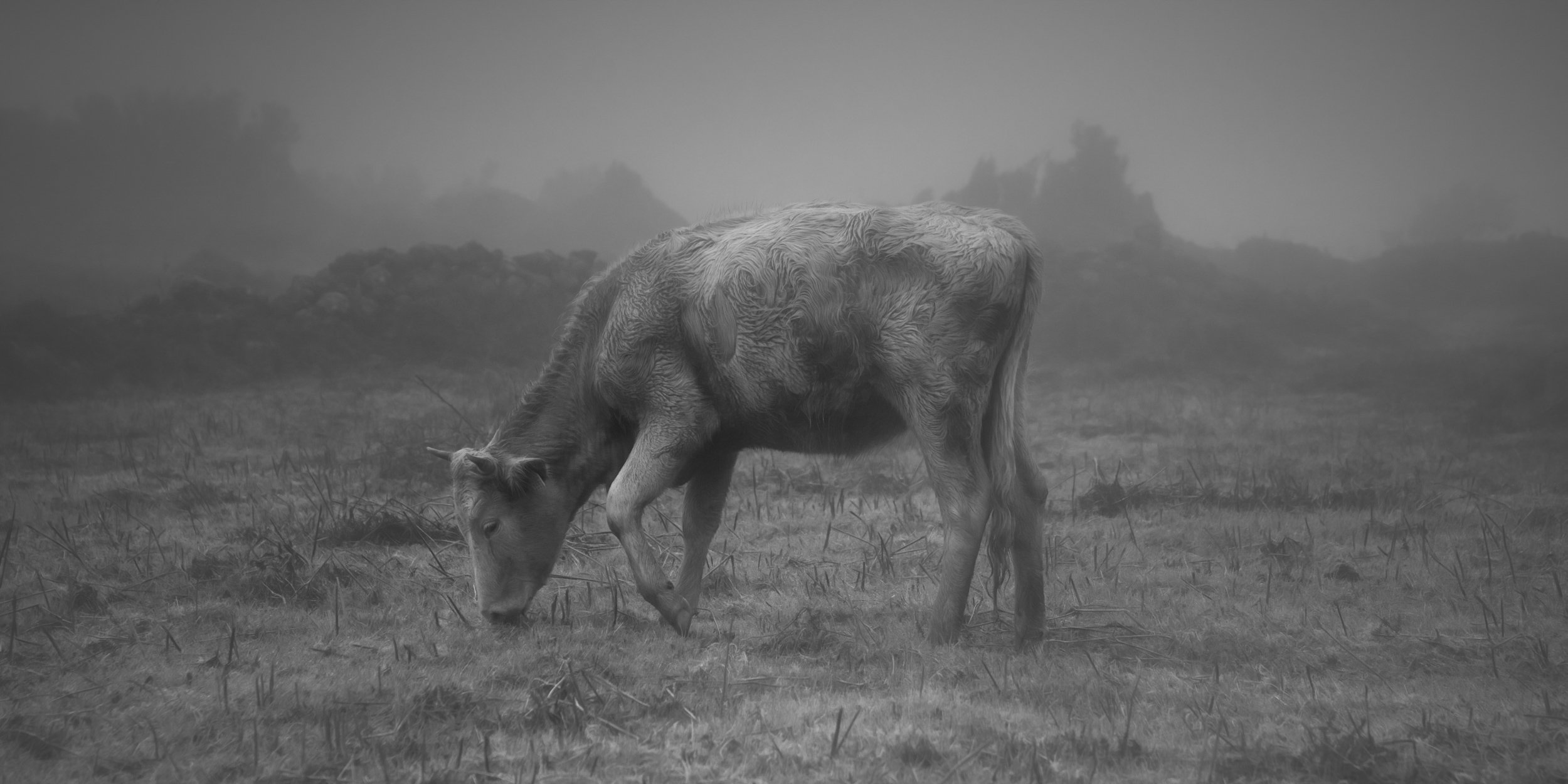 calf-grazing-mono.jpg