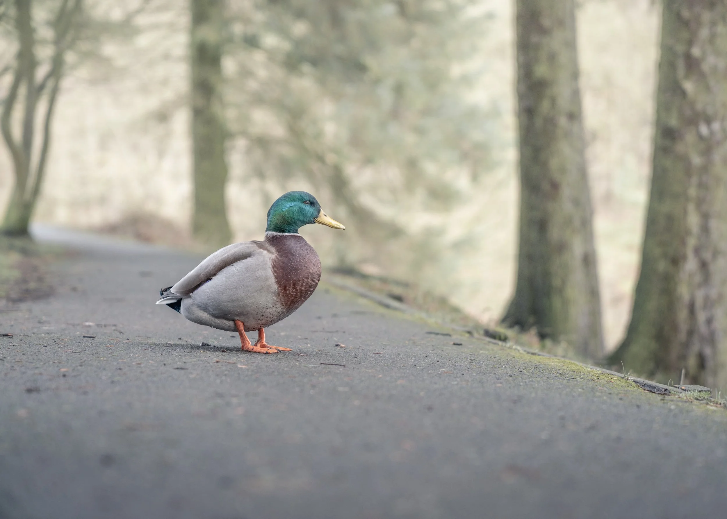 duck-pathway-woodland.jpg