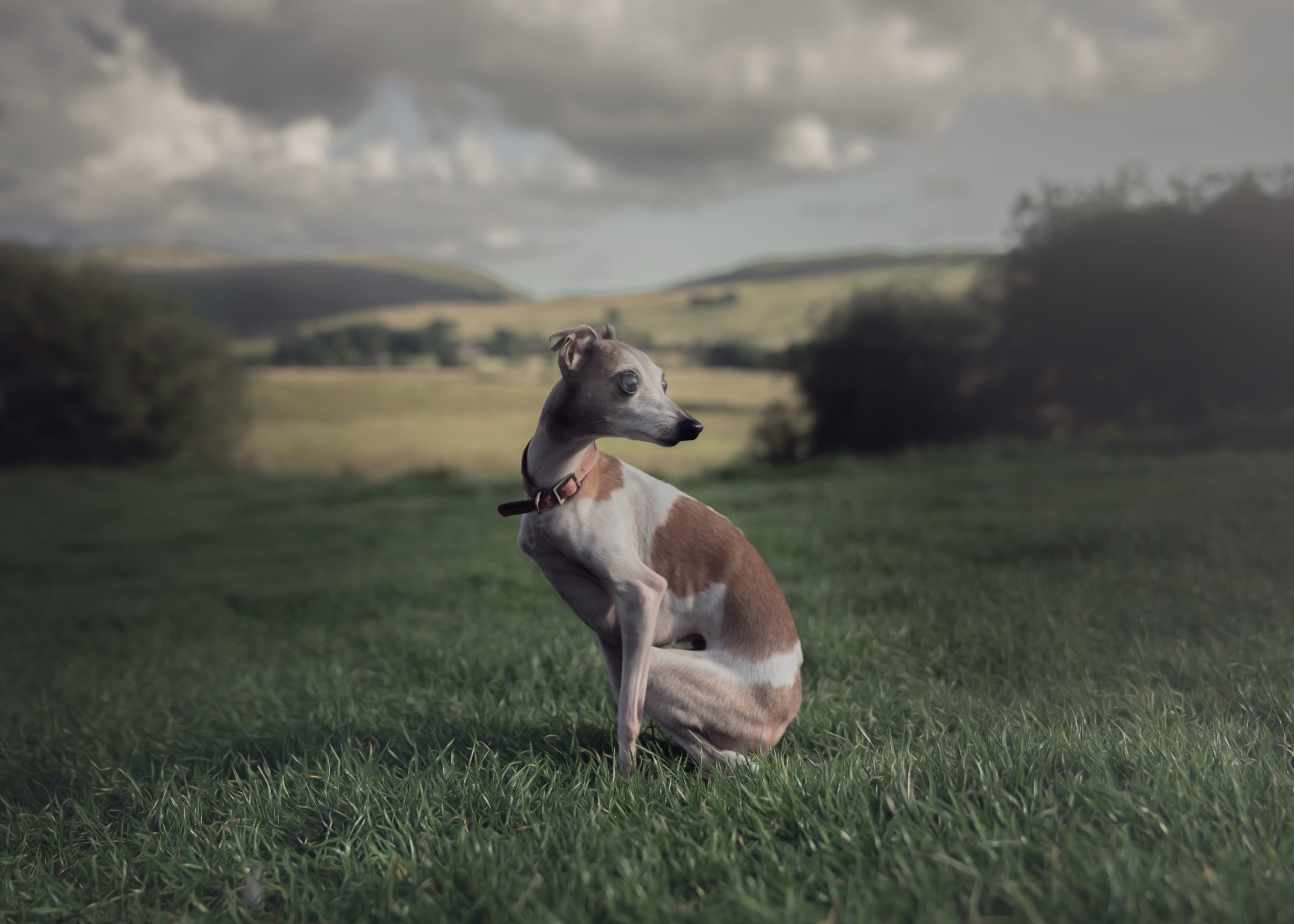 greyhound-field-hills.jpg