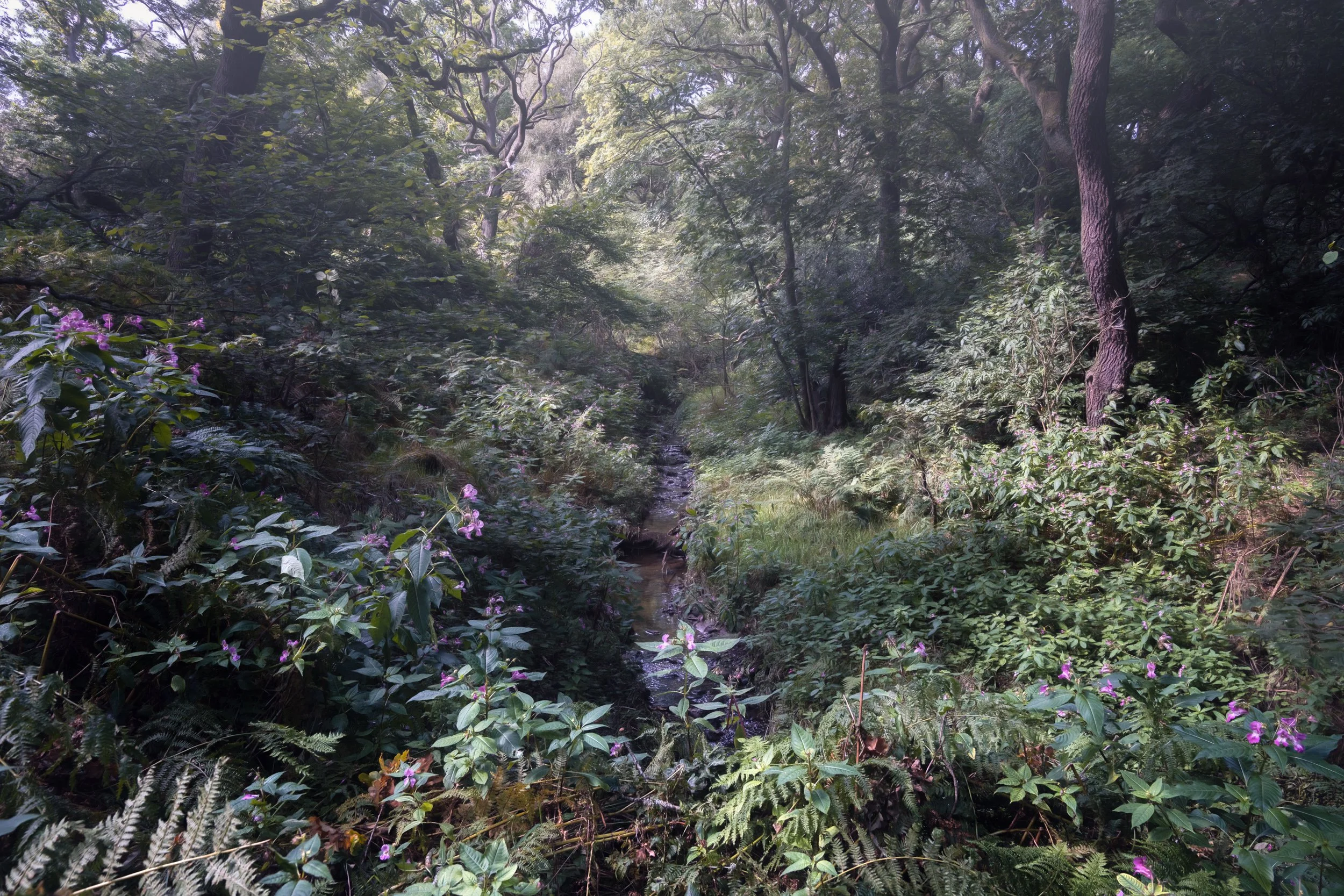woodland-green-overgrown.jpg