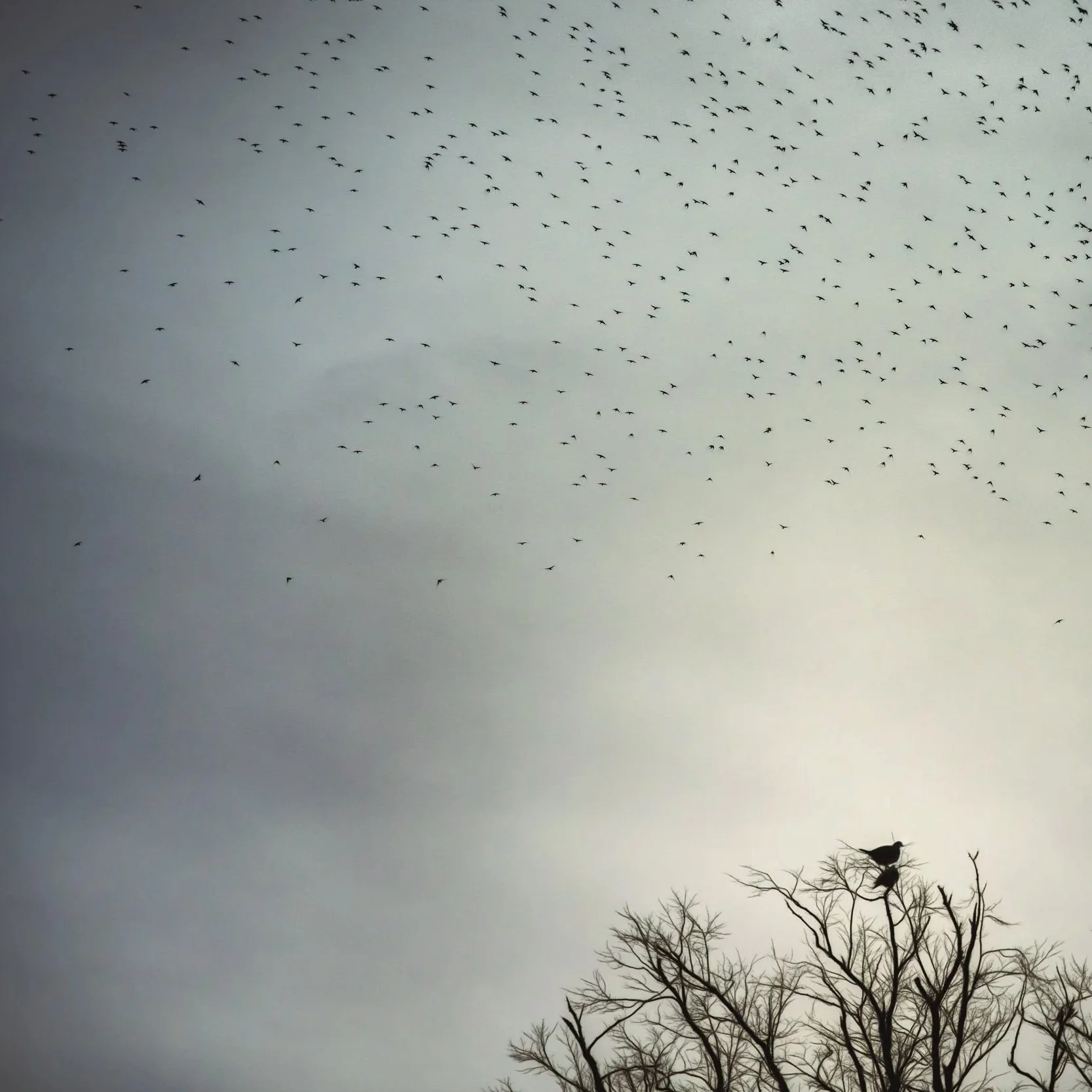 starlings-tree-tops-evening.jpg