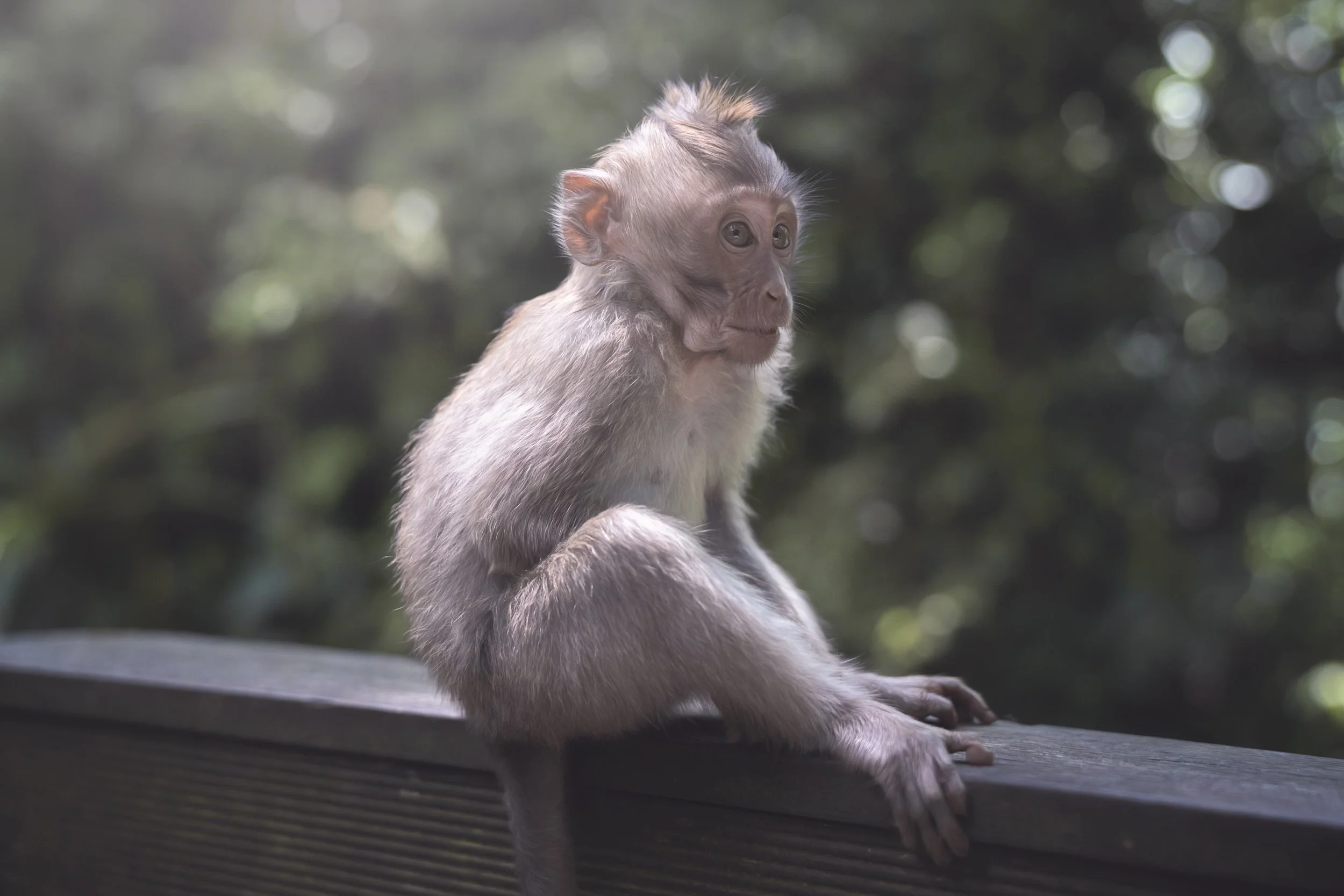 monkey-baby-sitting.jpg