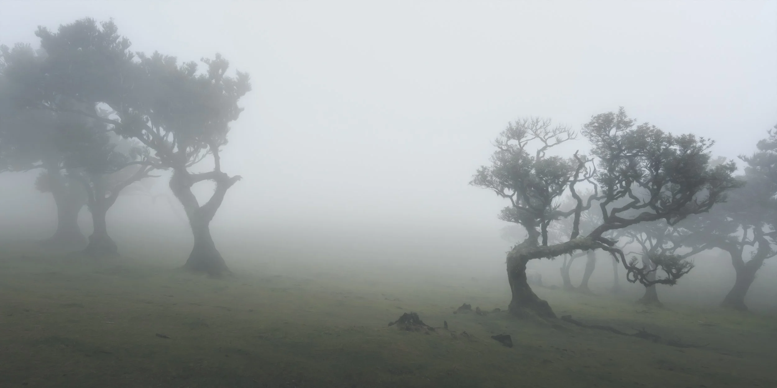 spooky-misty-forest.jpg