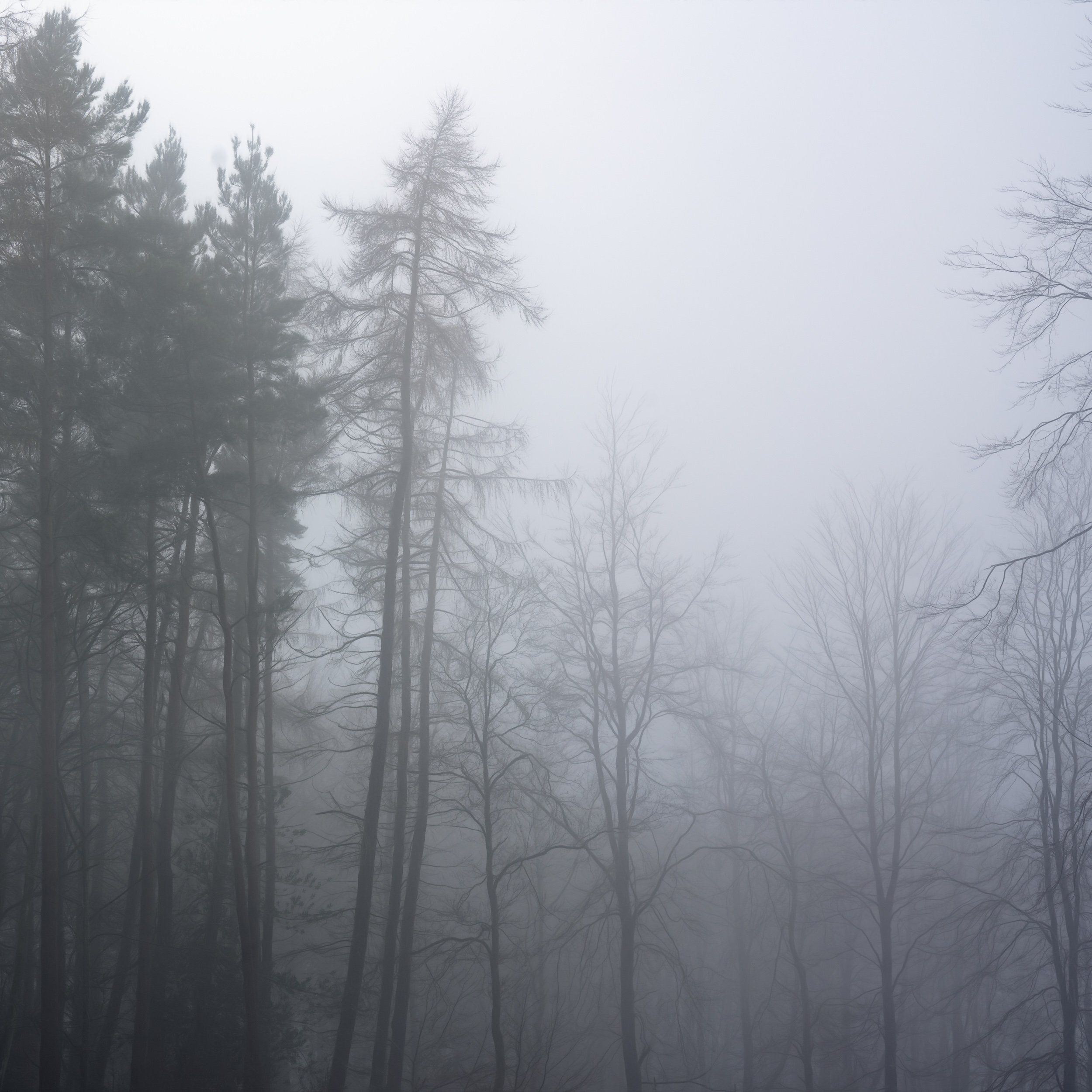 foggy-blue-evening-woodland.jpg