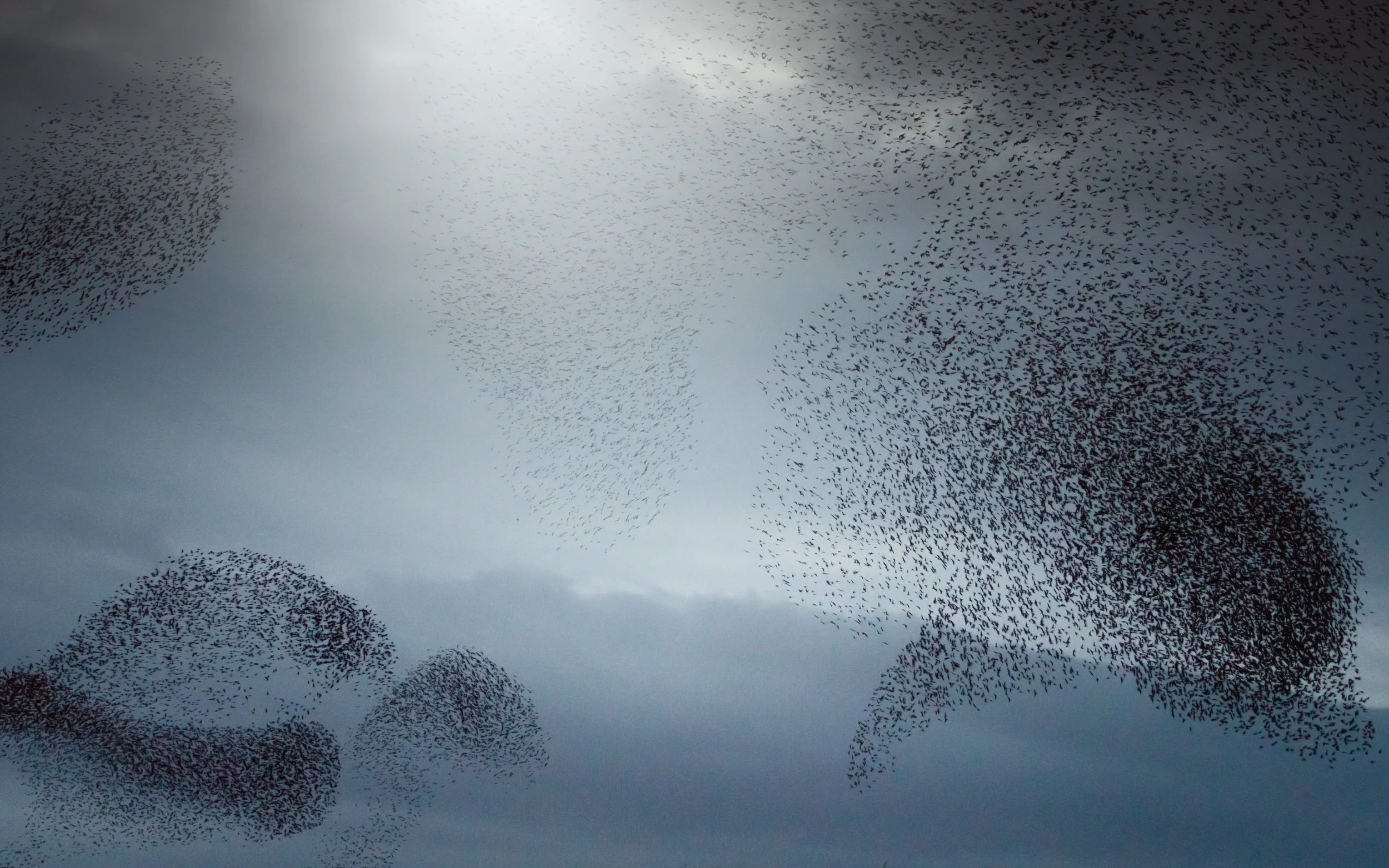 starlings-murmurations-clouds.jpg