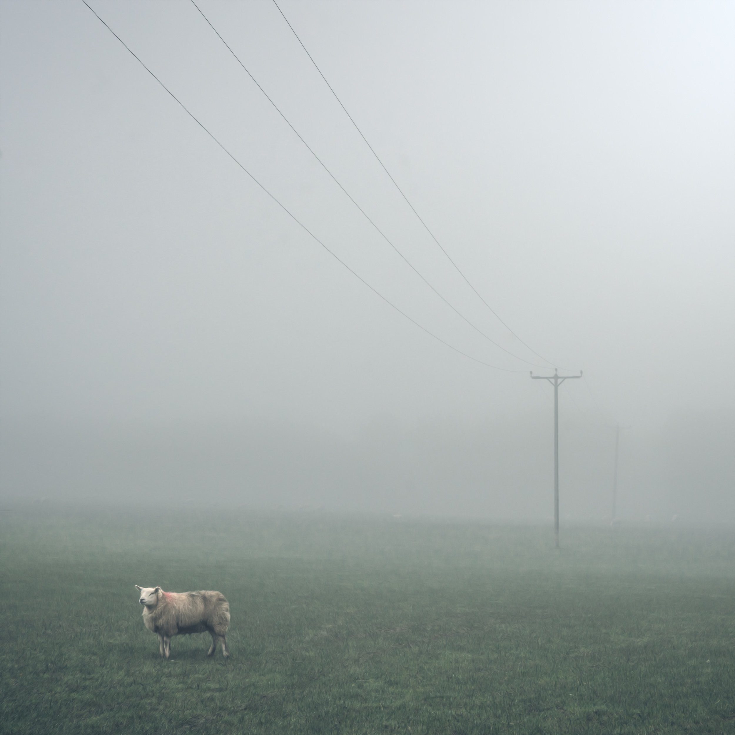 sheep-solitary-mist-field.jpg