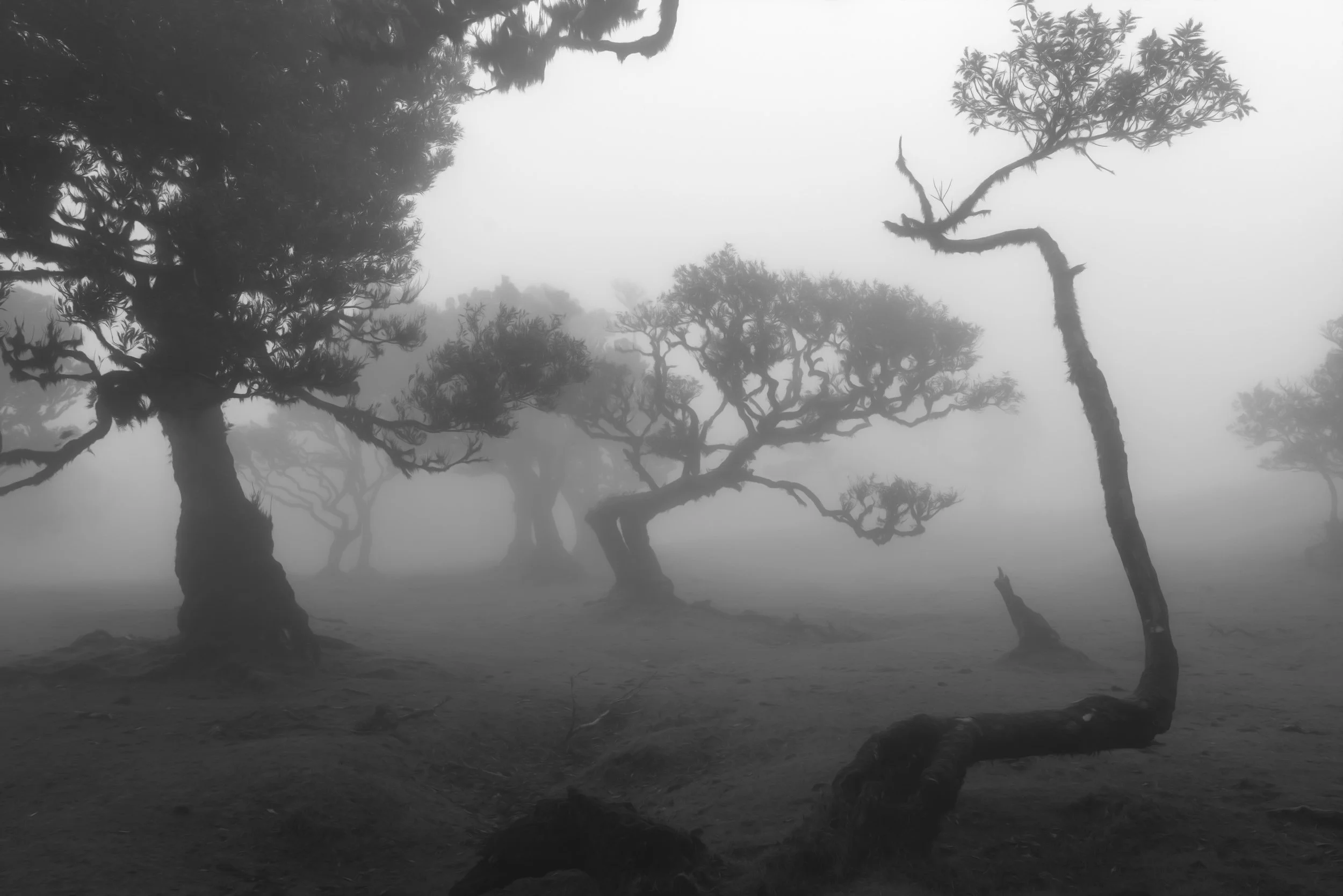 trees-fog-mono.jpg