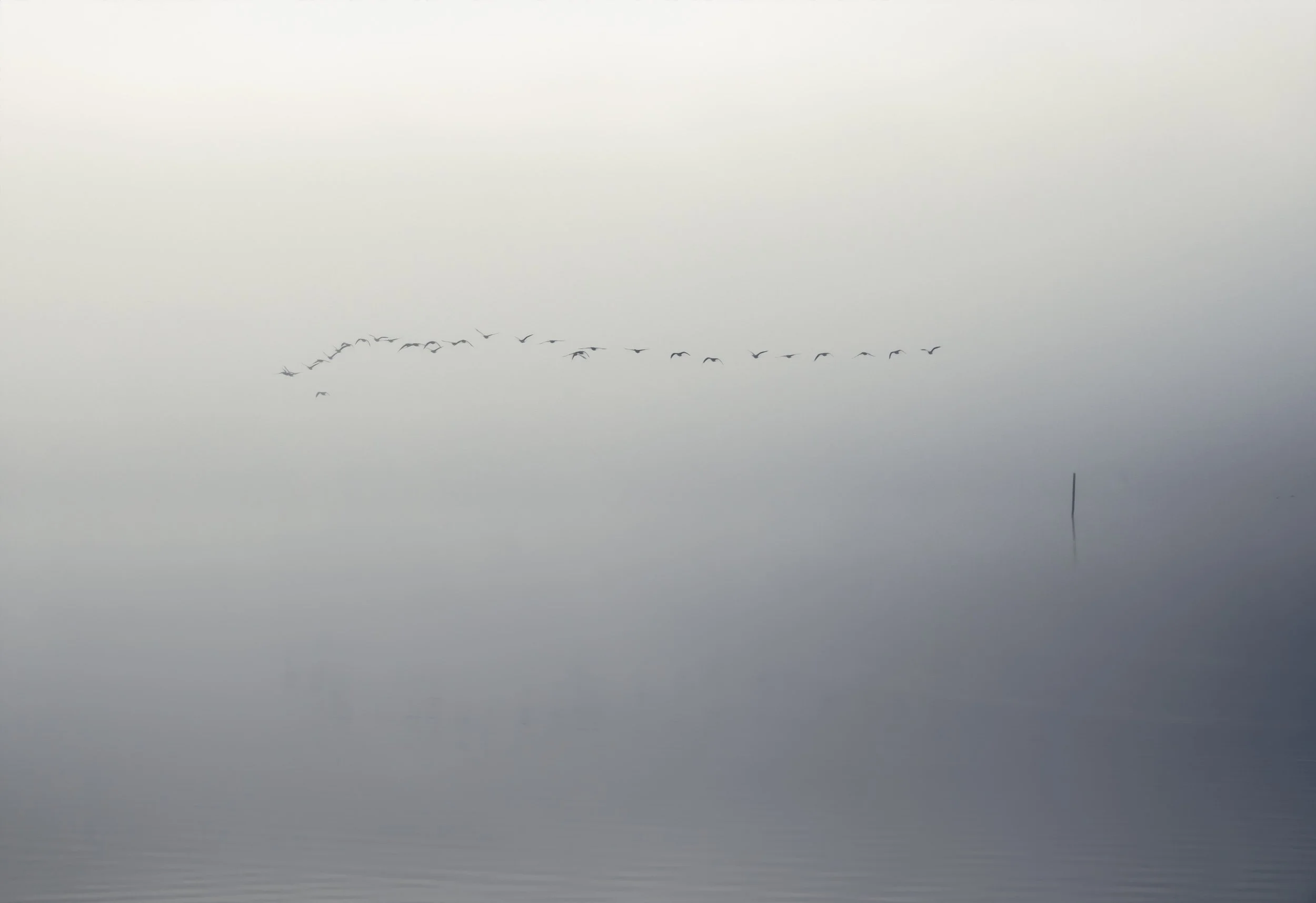 misty-lakeside-geese-lingholm.jpg