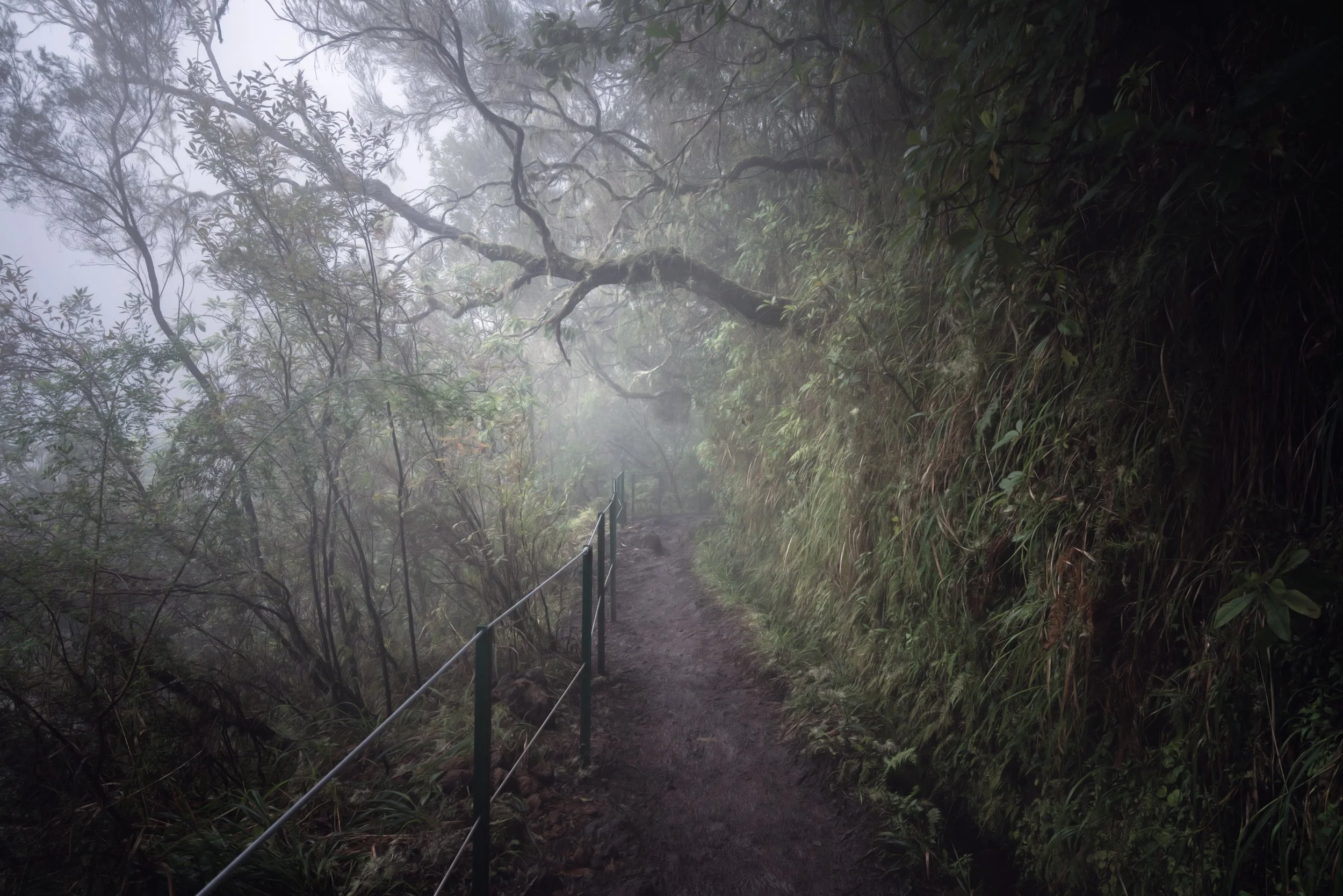 levado-path-woodland-mist.jpg