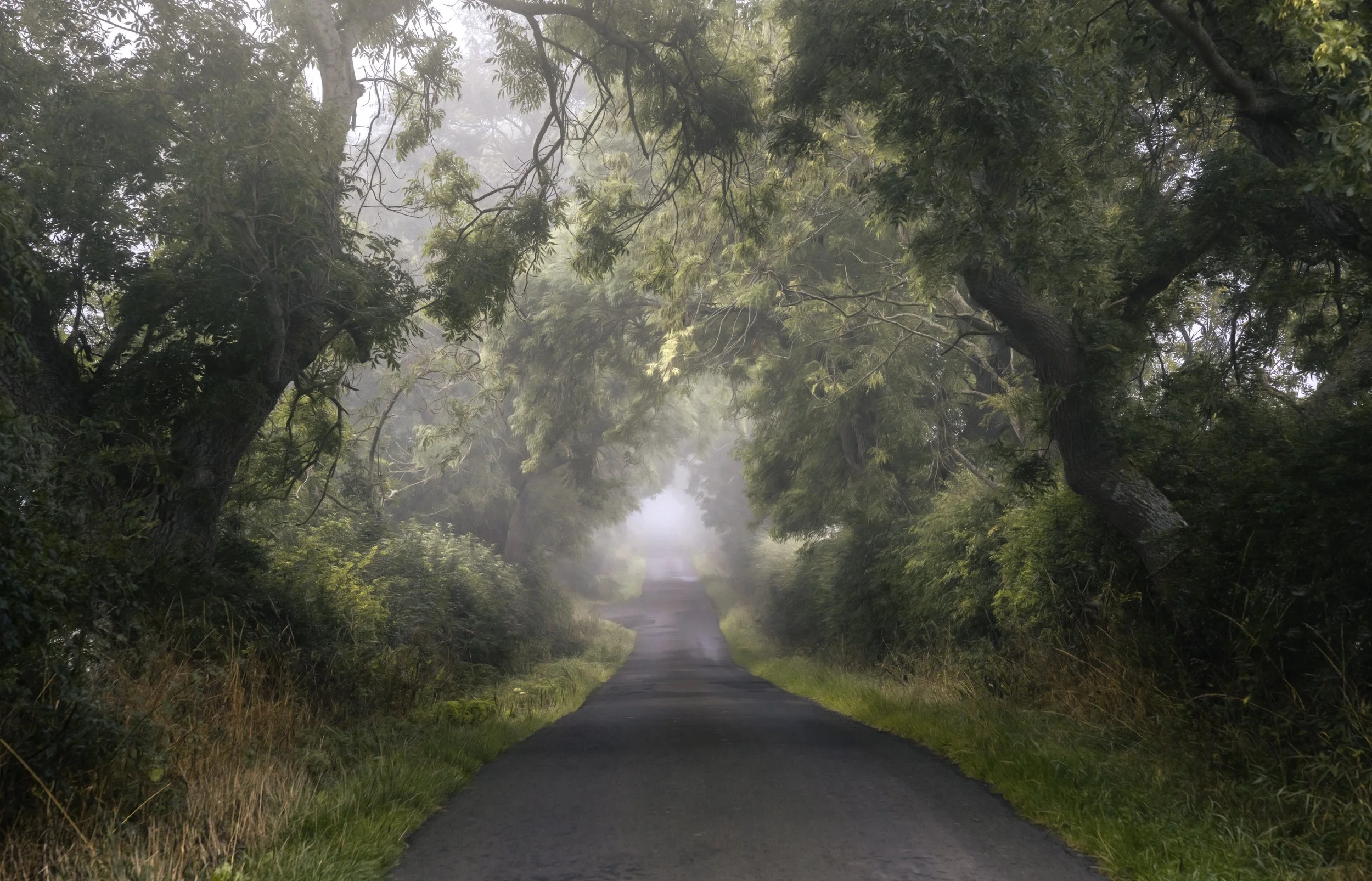 countryside-lane-mist-trees.jpg