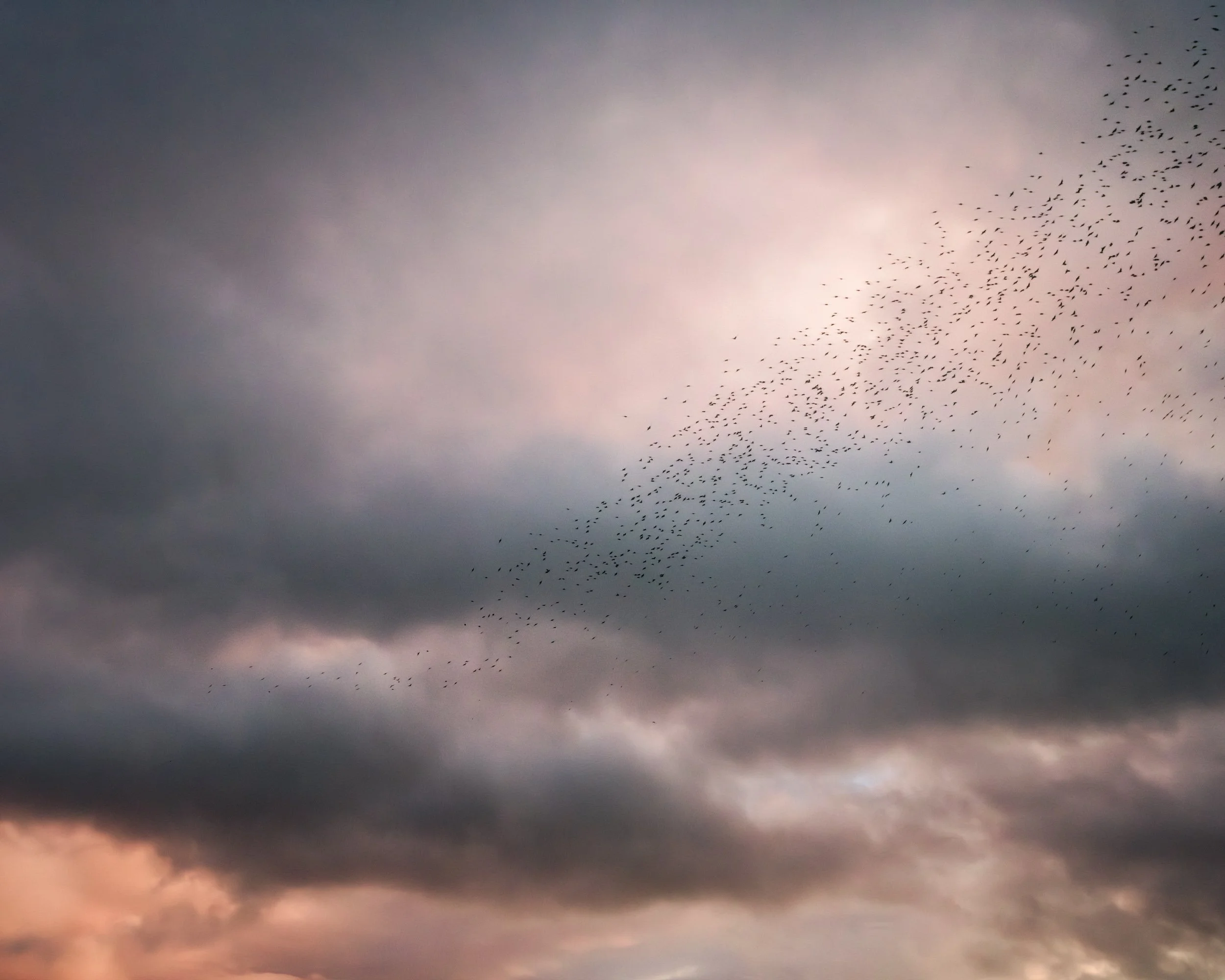 sunset-starling-murmurations.jpg