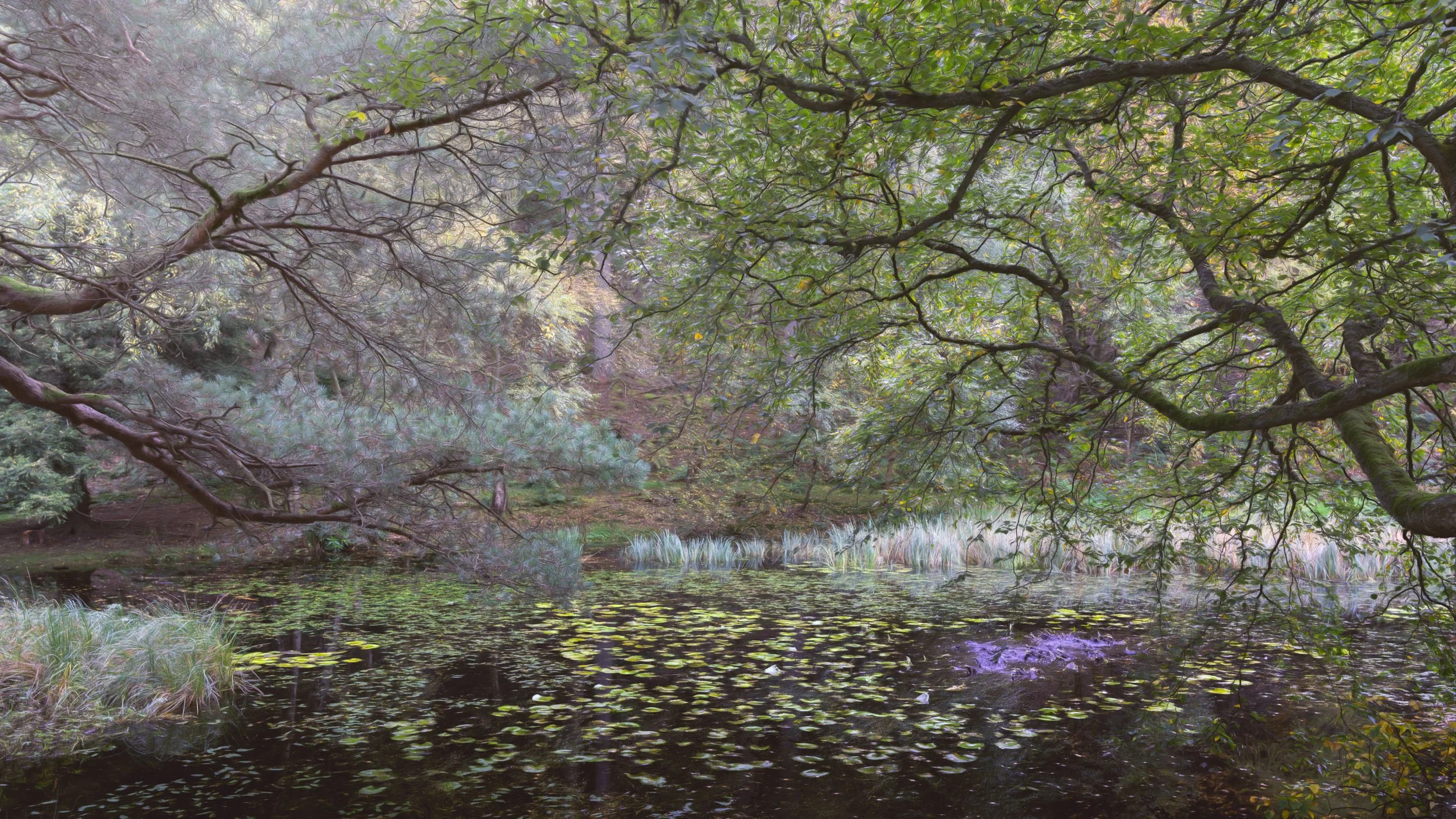 woodland-tarn-painting.jpg