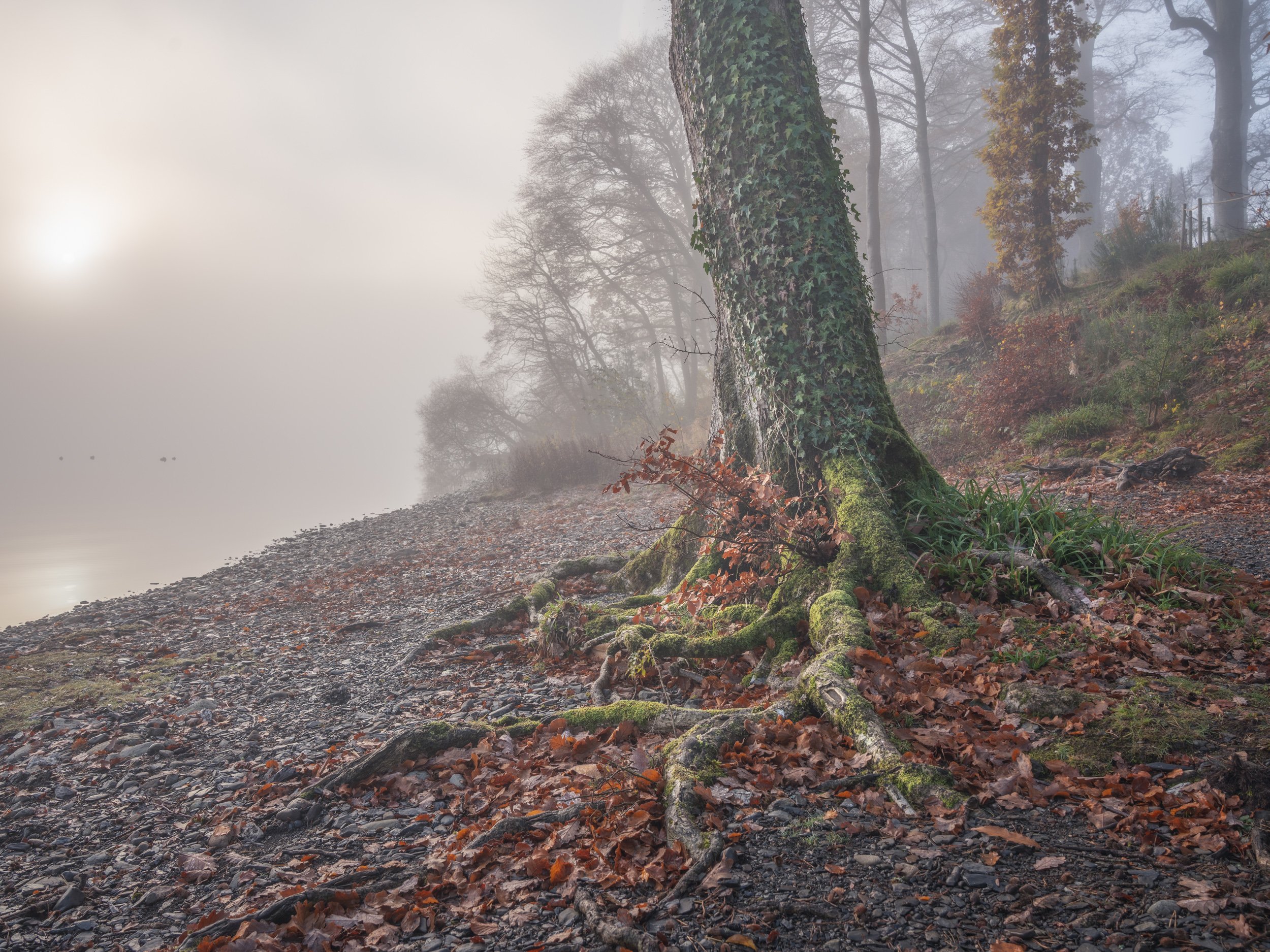 tree-pebbles-lakeside-autumn.jpg