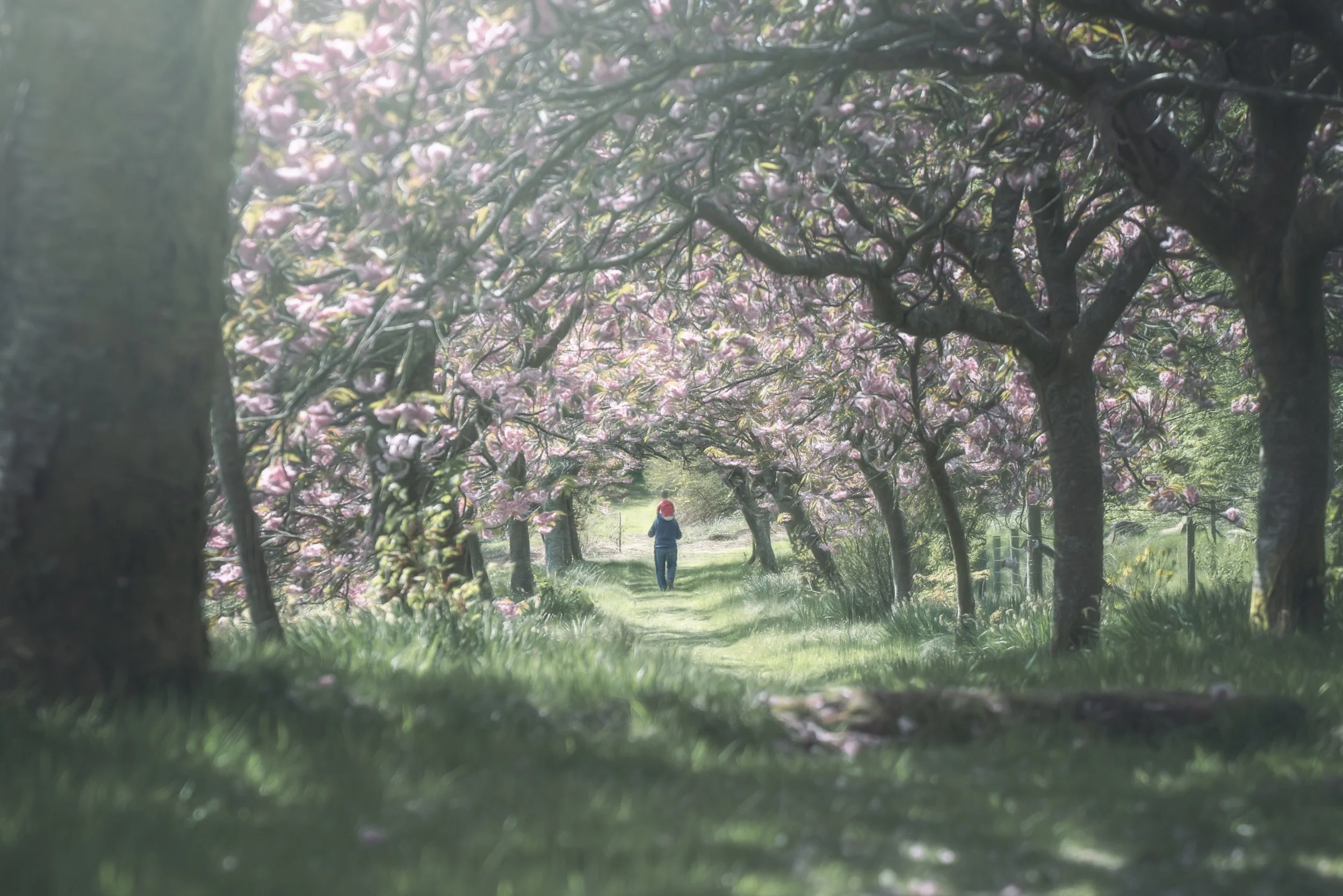lingholm-cherry-tree-tunnel.jpg