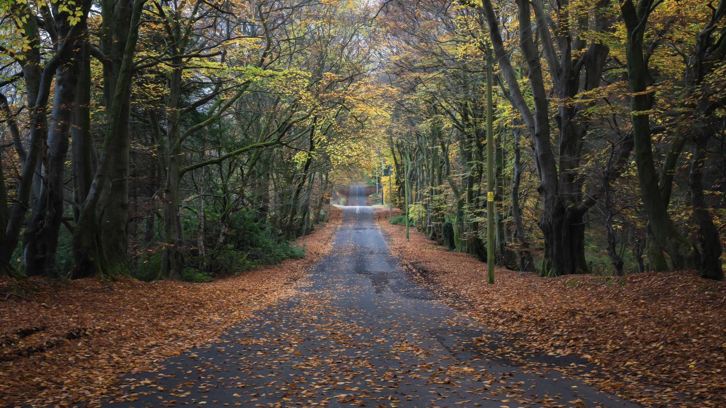 straight-road-autumn-trees.jpg