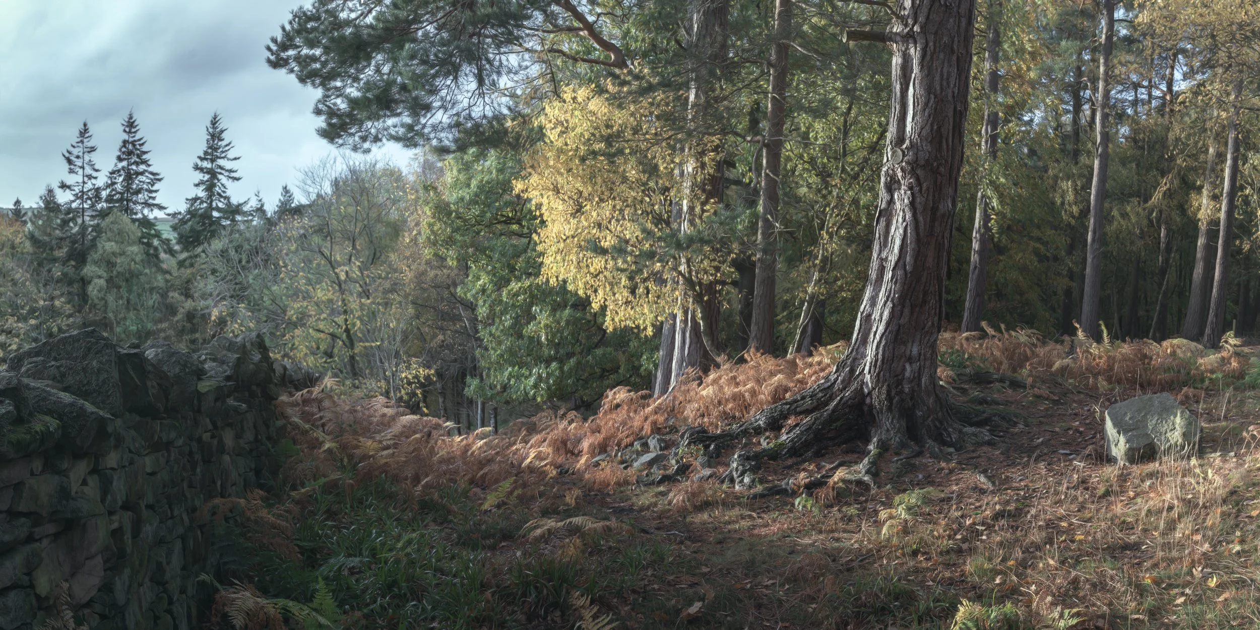 autumn-woodland.jpg