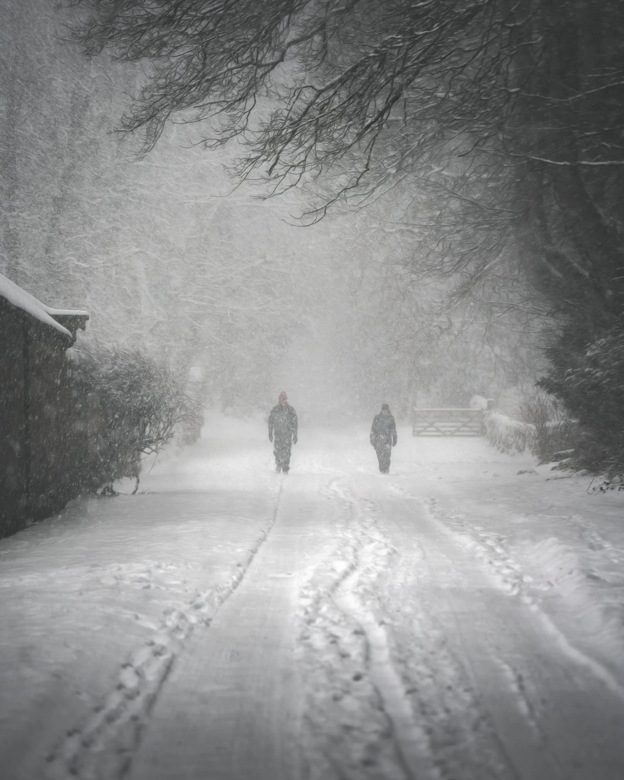 walkers-snow-country-lane.jpg