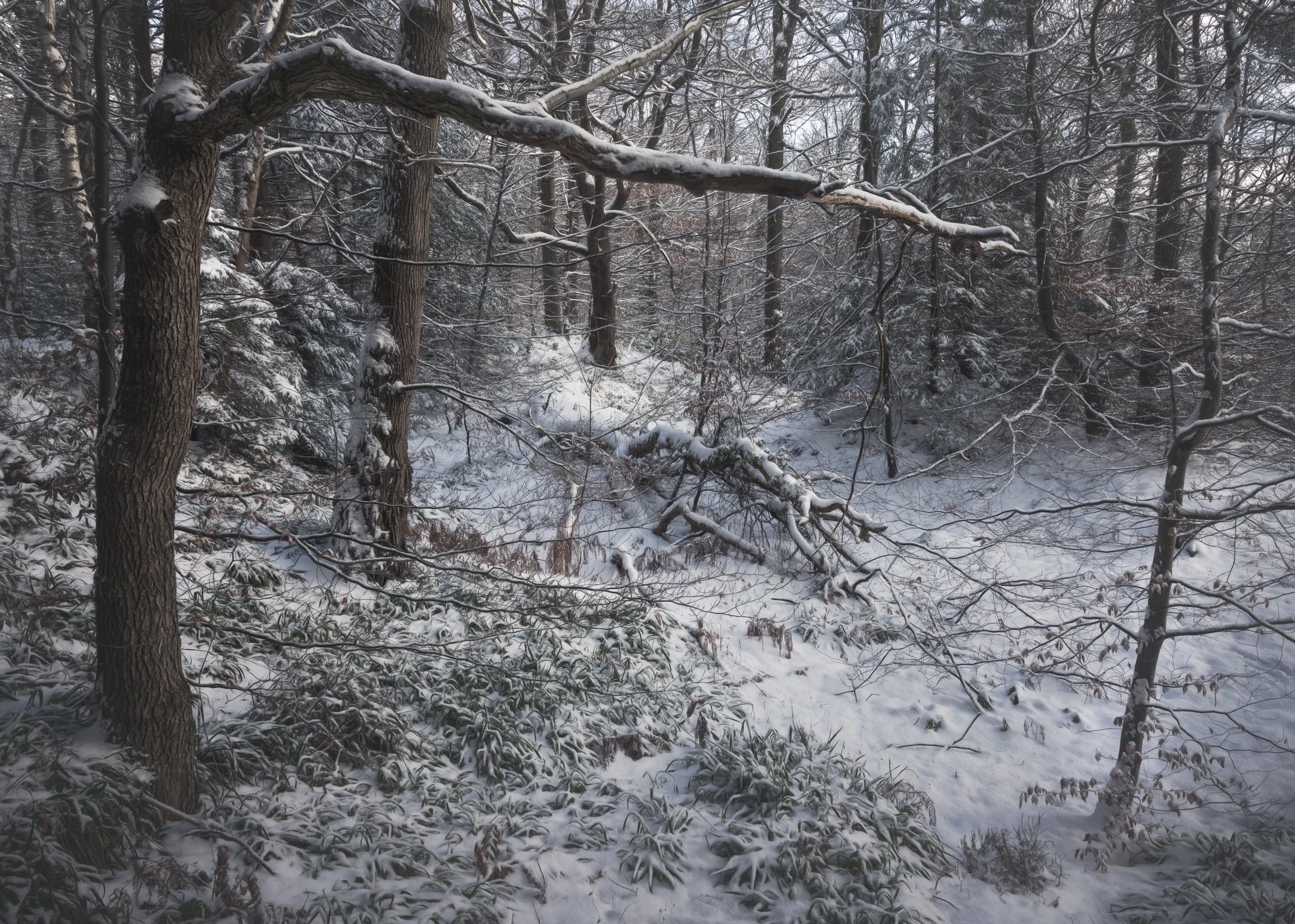 snow-bare-trees-woodland.jpg