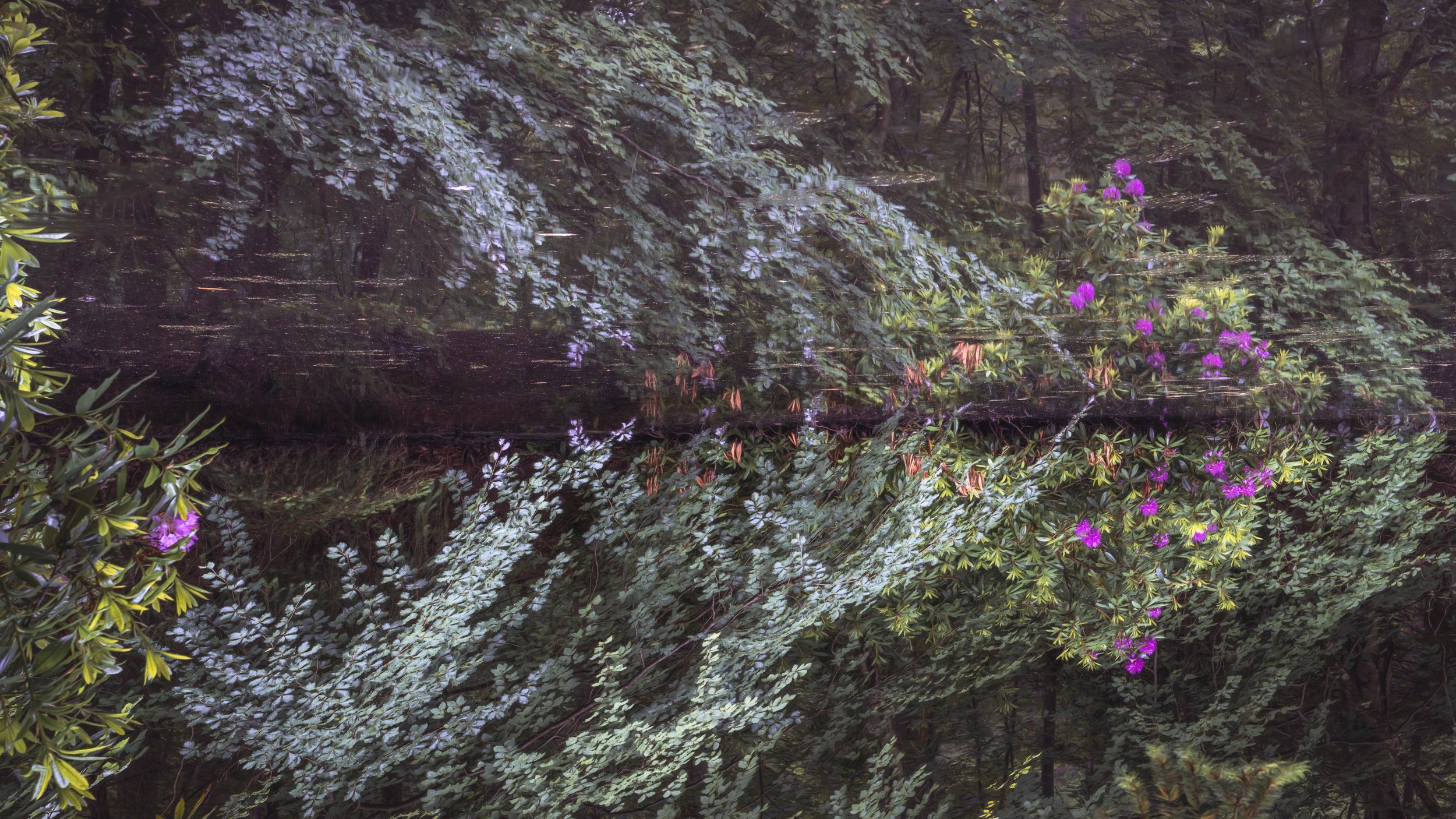 tarn-autumn-trees.jpg