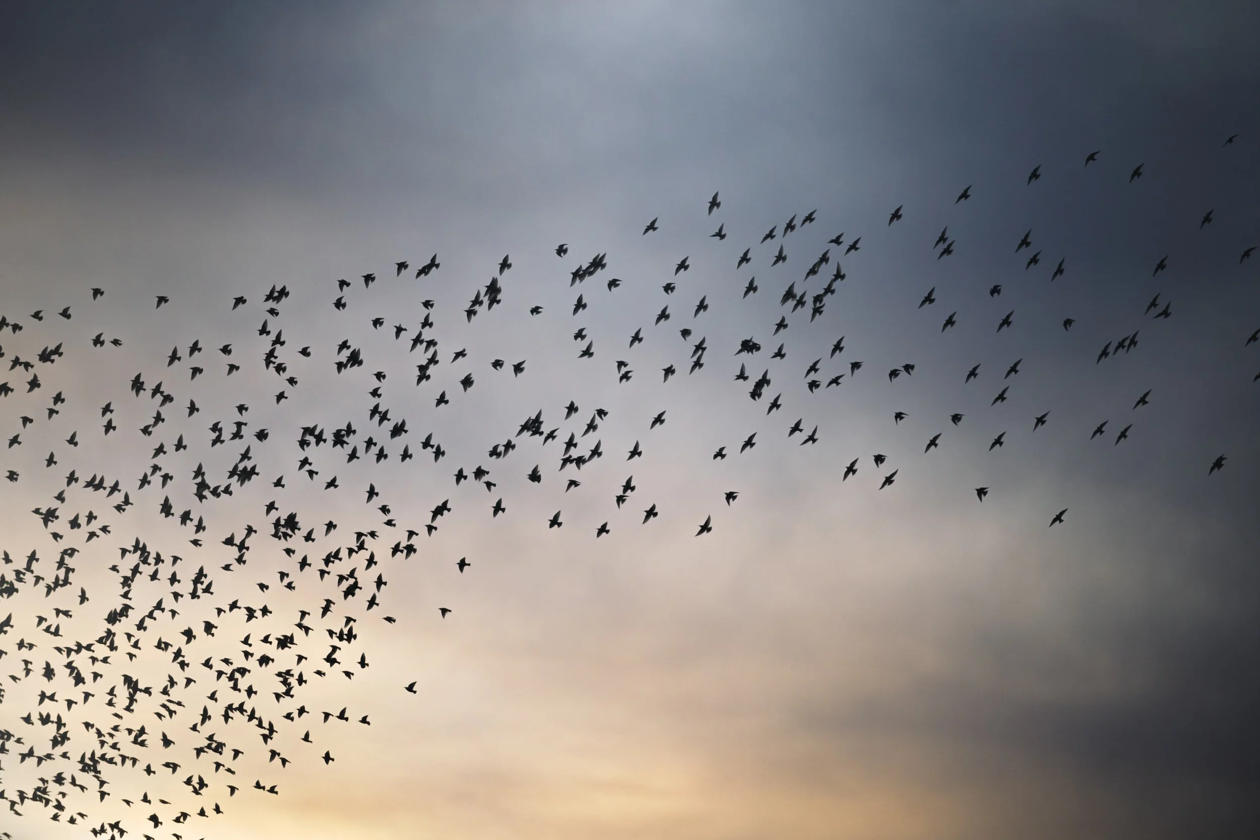 starlings-sunsetting-arch.jpg