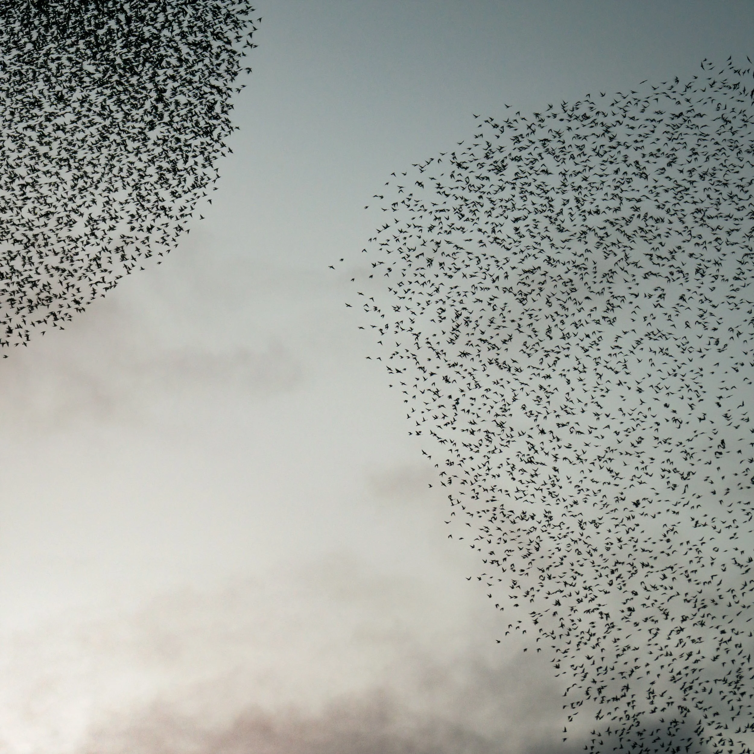 starlings-murmurations-sunset.jpg