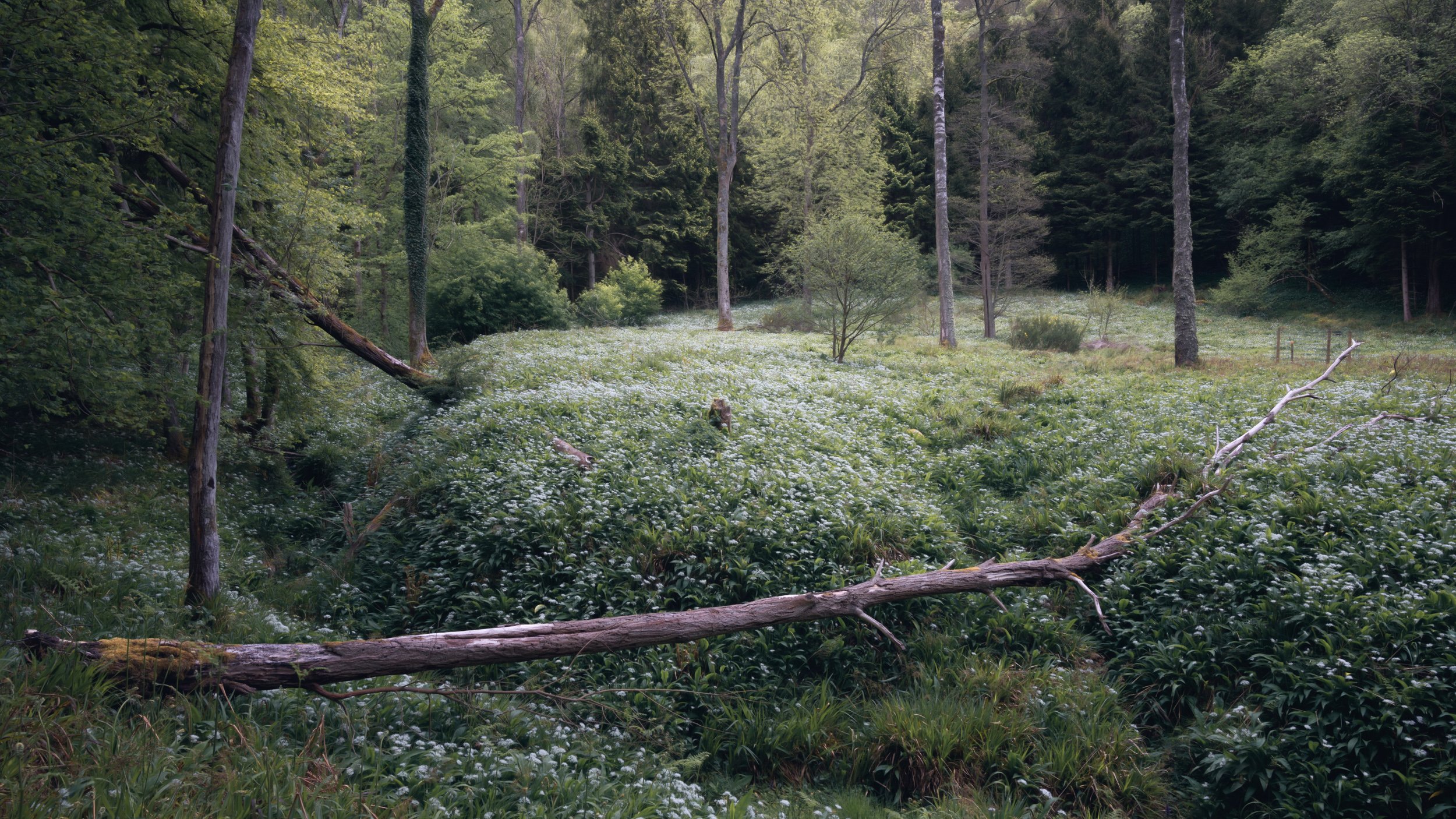 wild-garlic-woodland.jpg