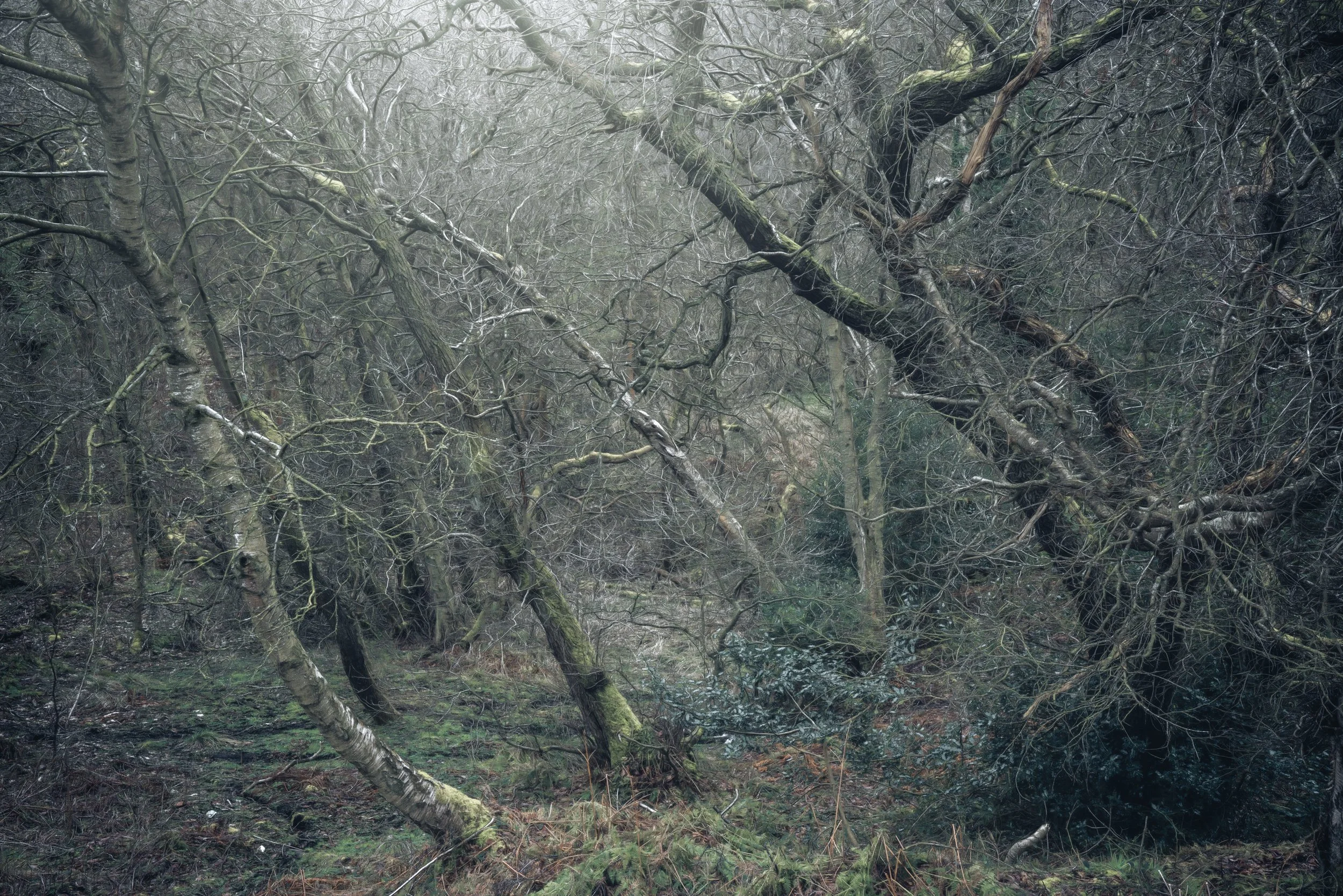 branches-woodland-light.jpg