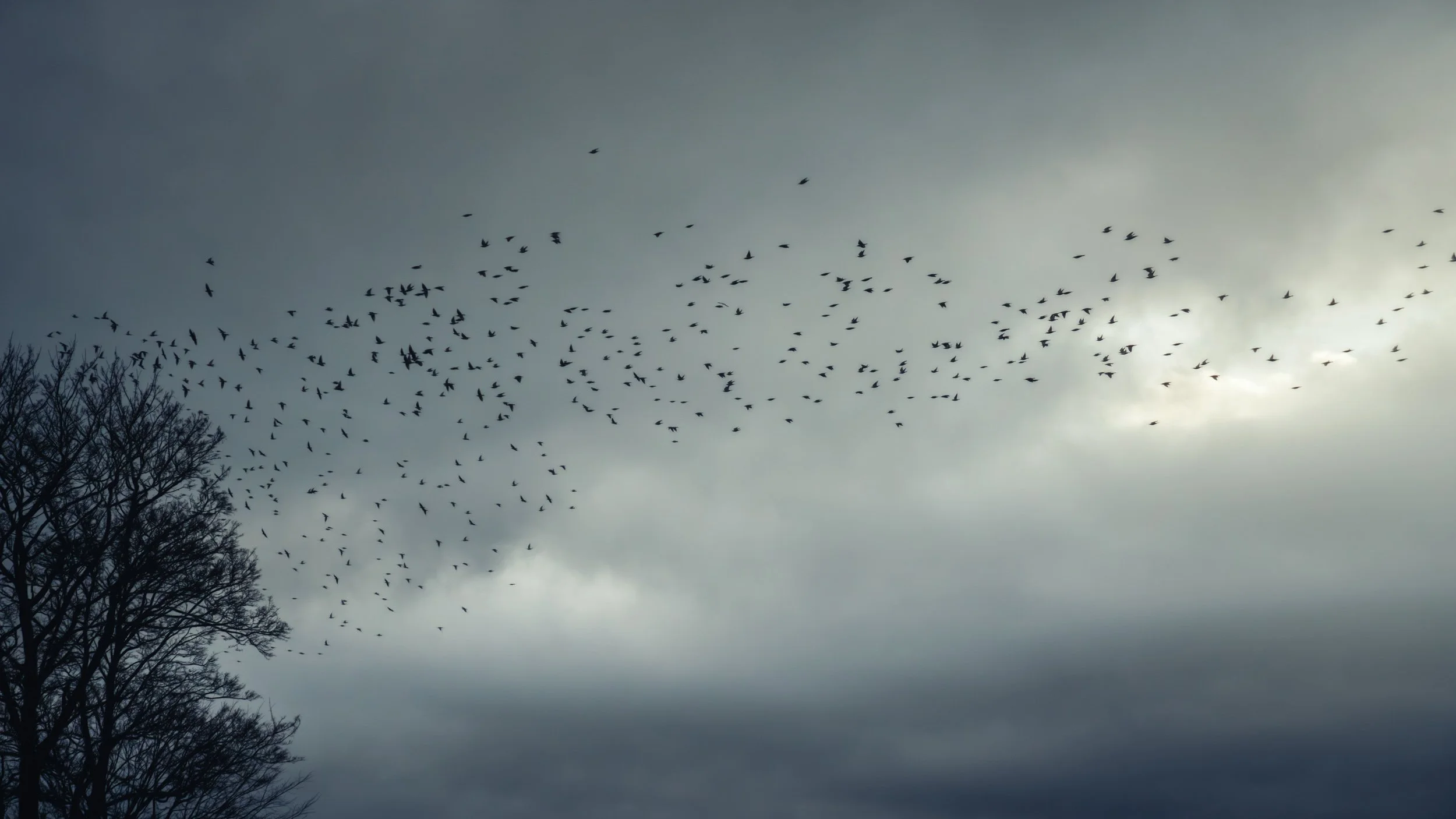 starlings-skies-dark-ligt.jpg
