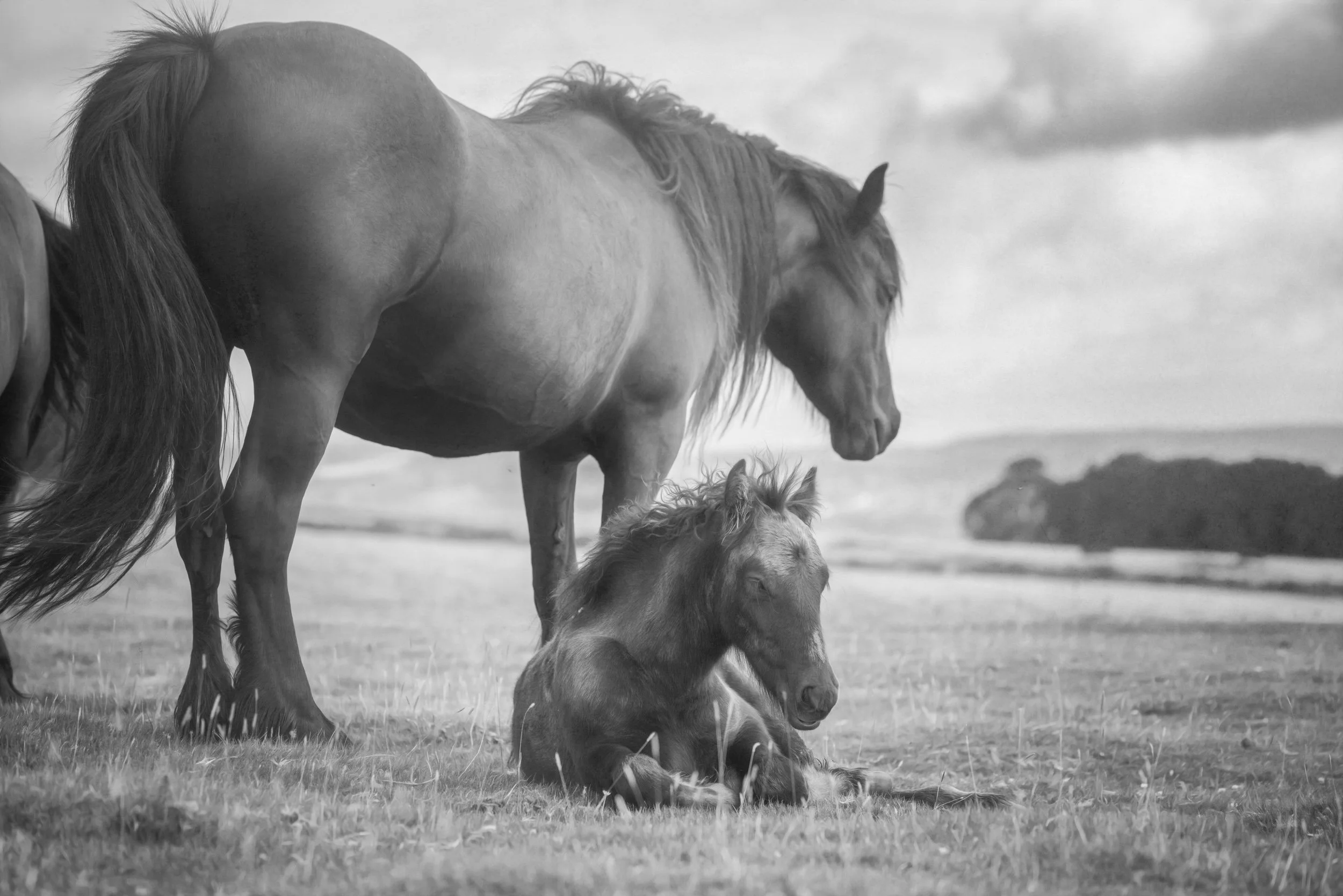 foal-horse-readting.jpg