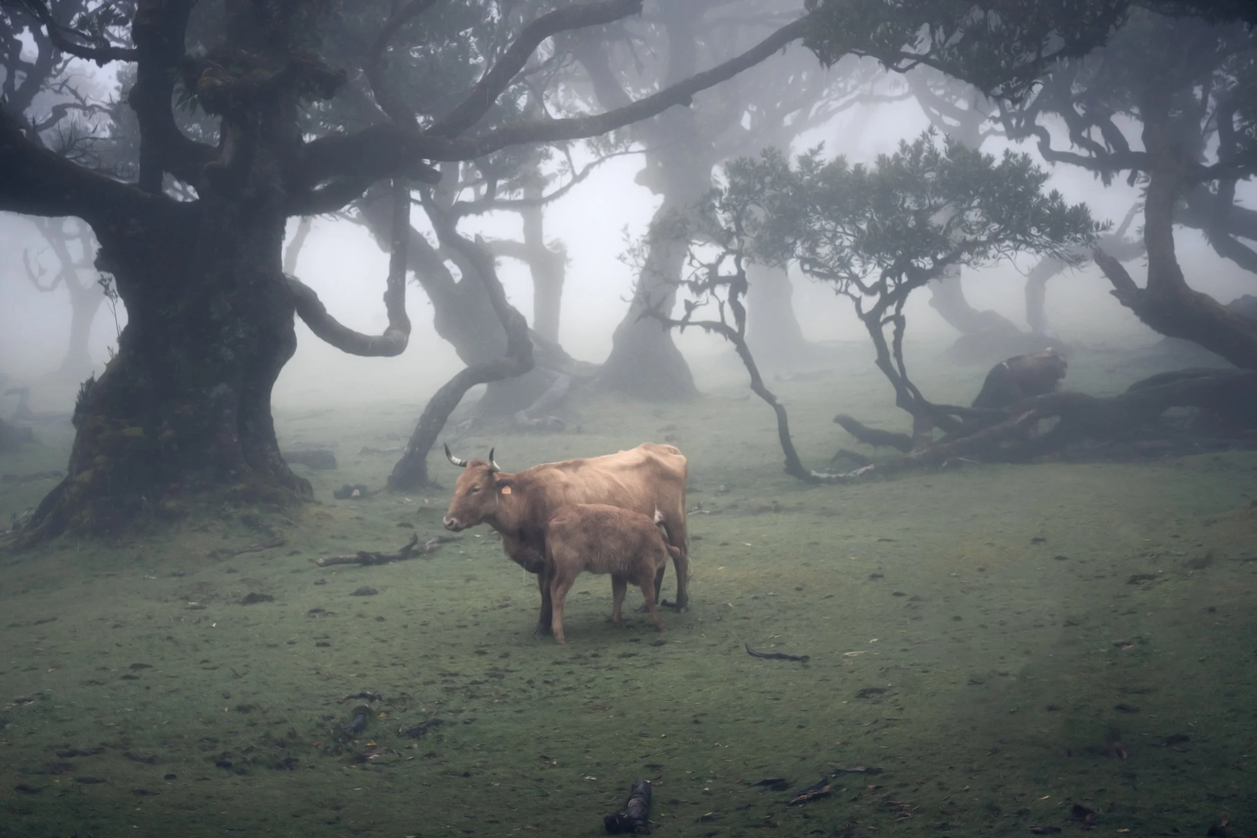 cows-fog-forest.jpg
