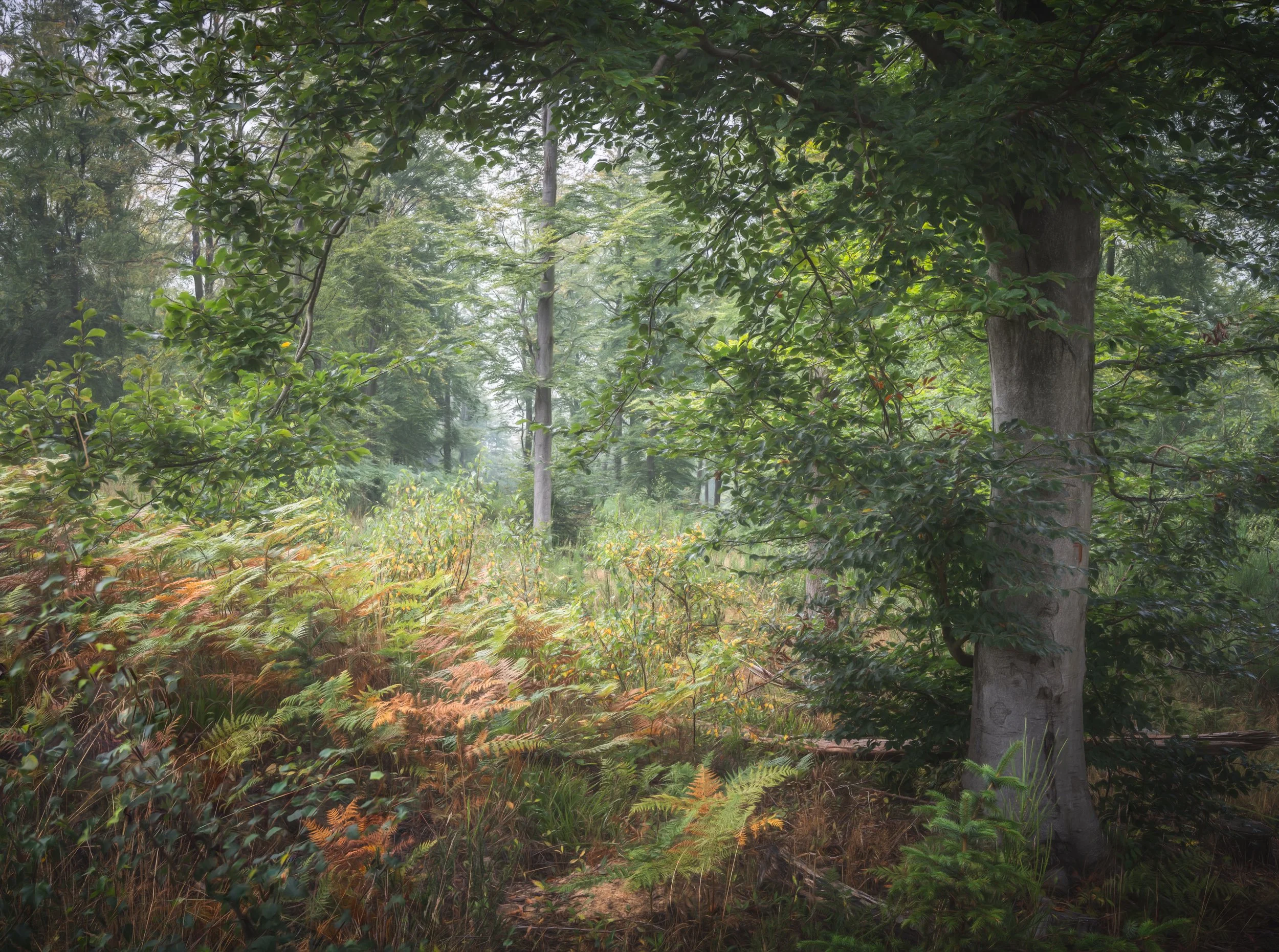 Woodland