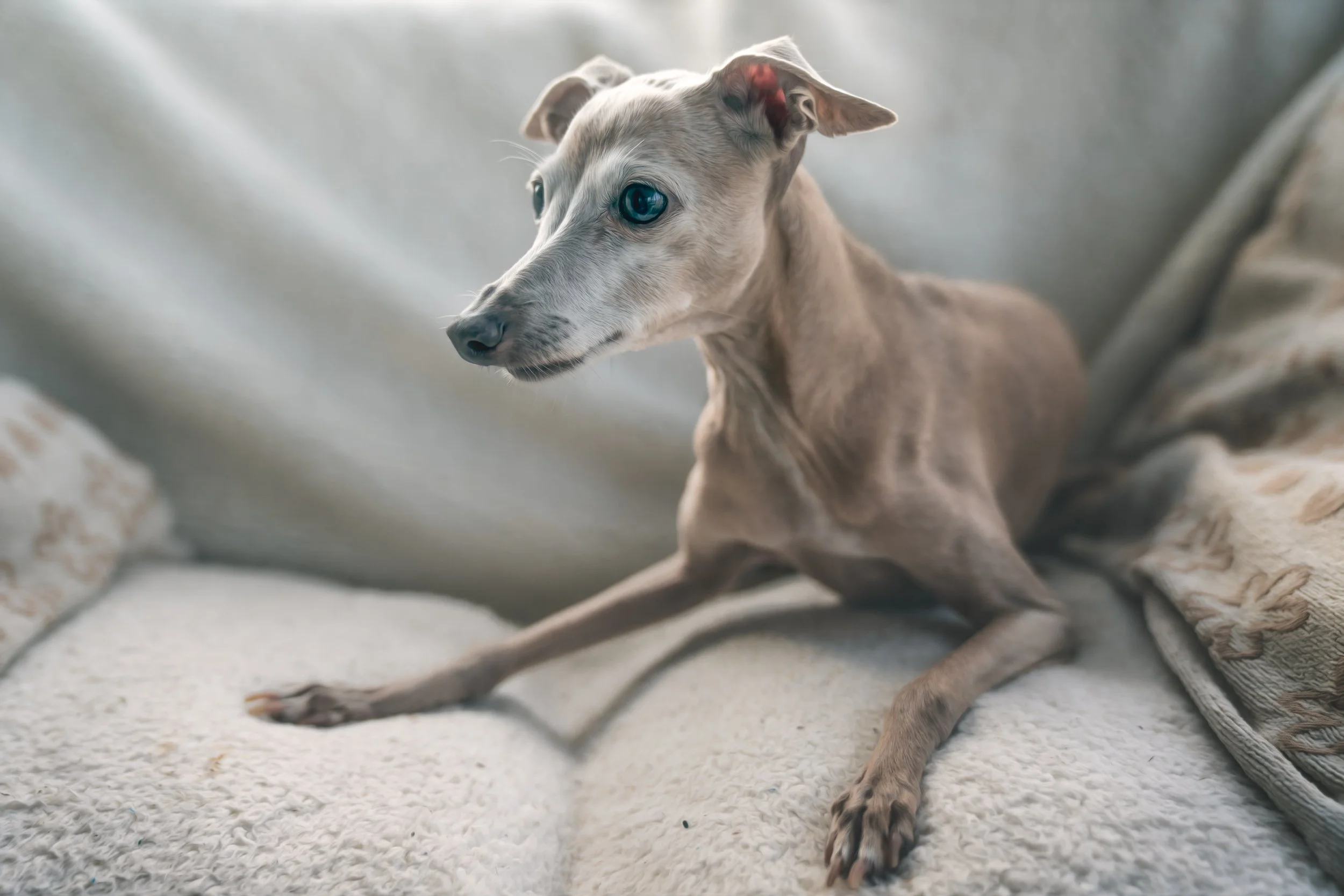 greyhound-sofa-alert.jpg