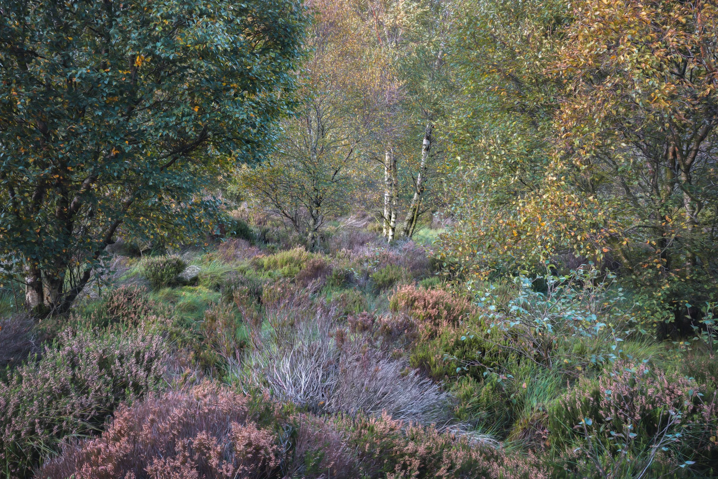 heather-silver-birch-trees.jpg