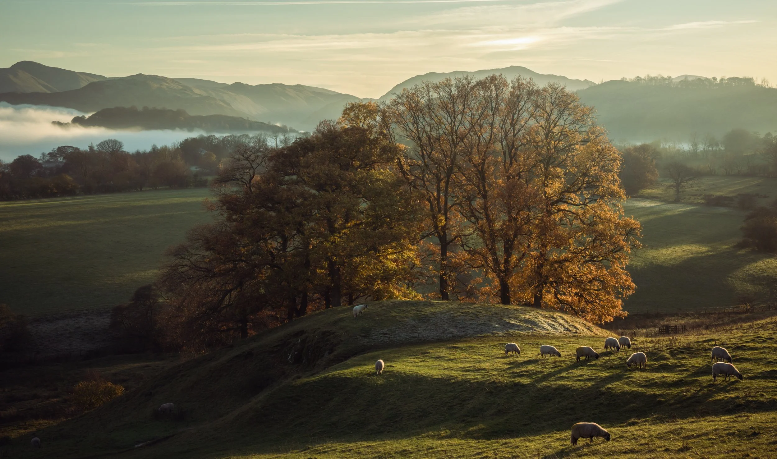shadows-sunset-autumn-trees.jpg