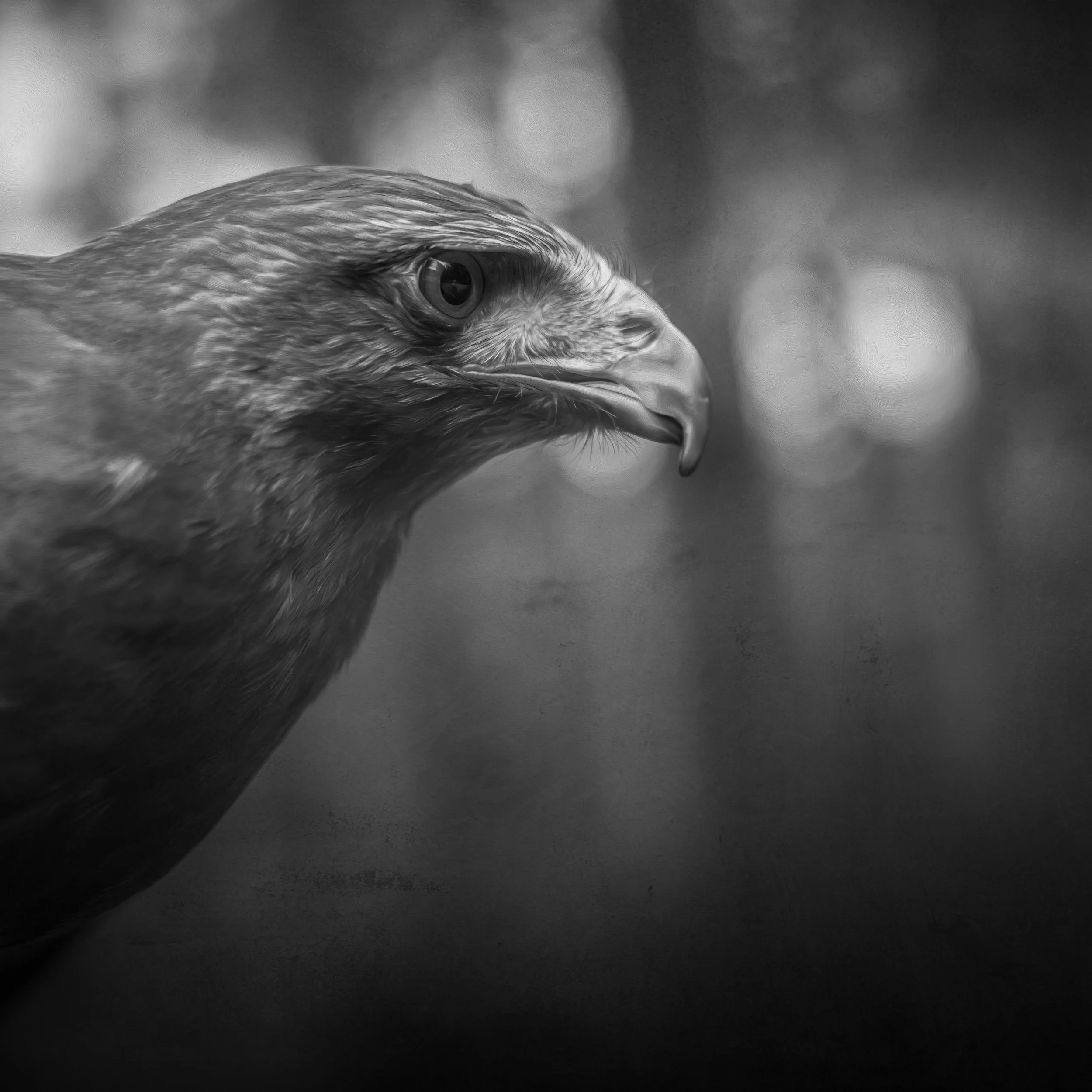 black-white-eagle.jpg
