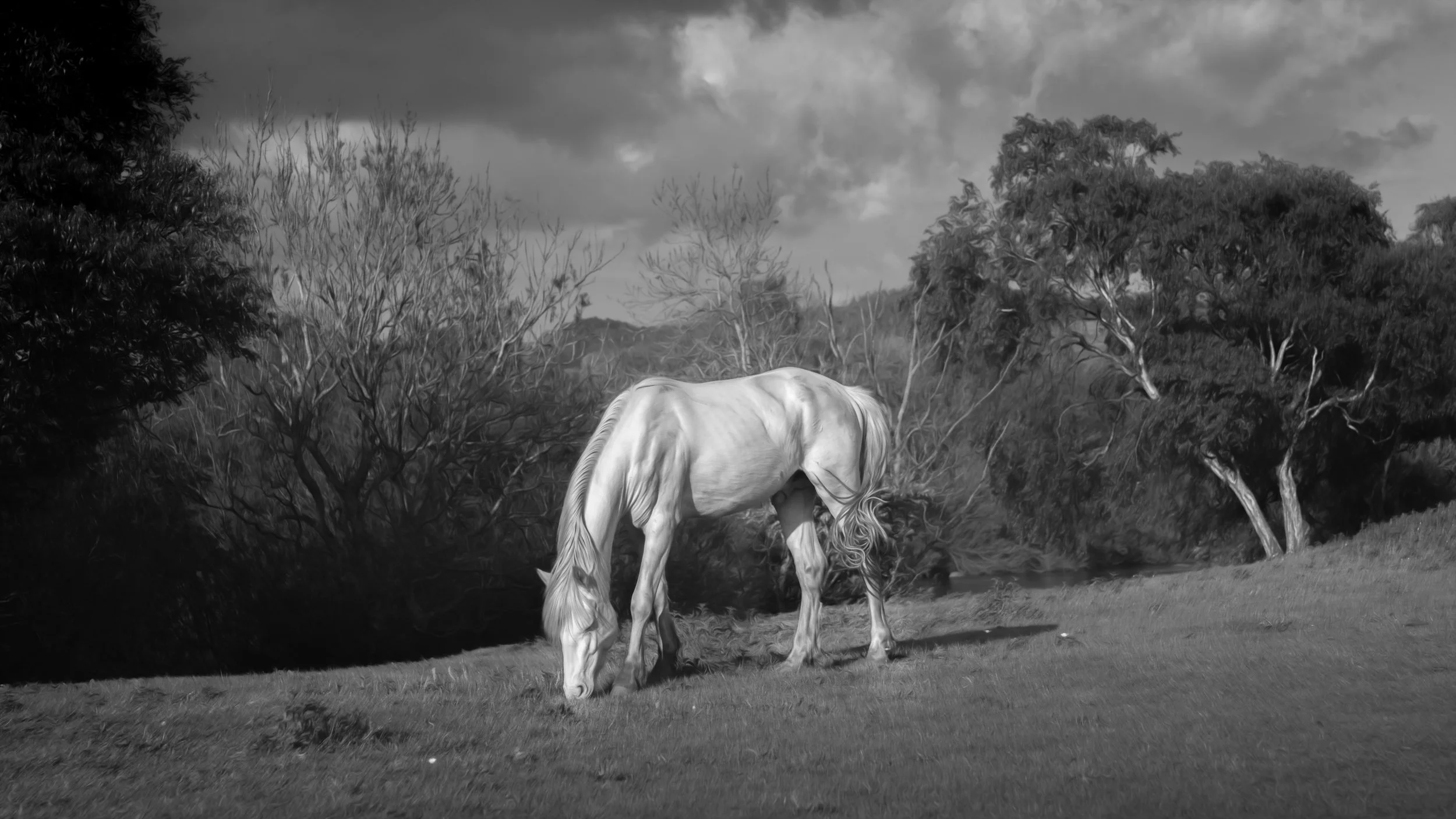colt-grazing-field.jpg