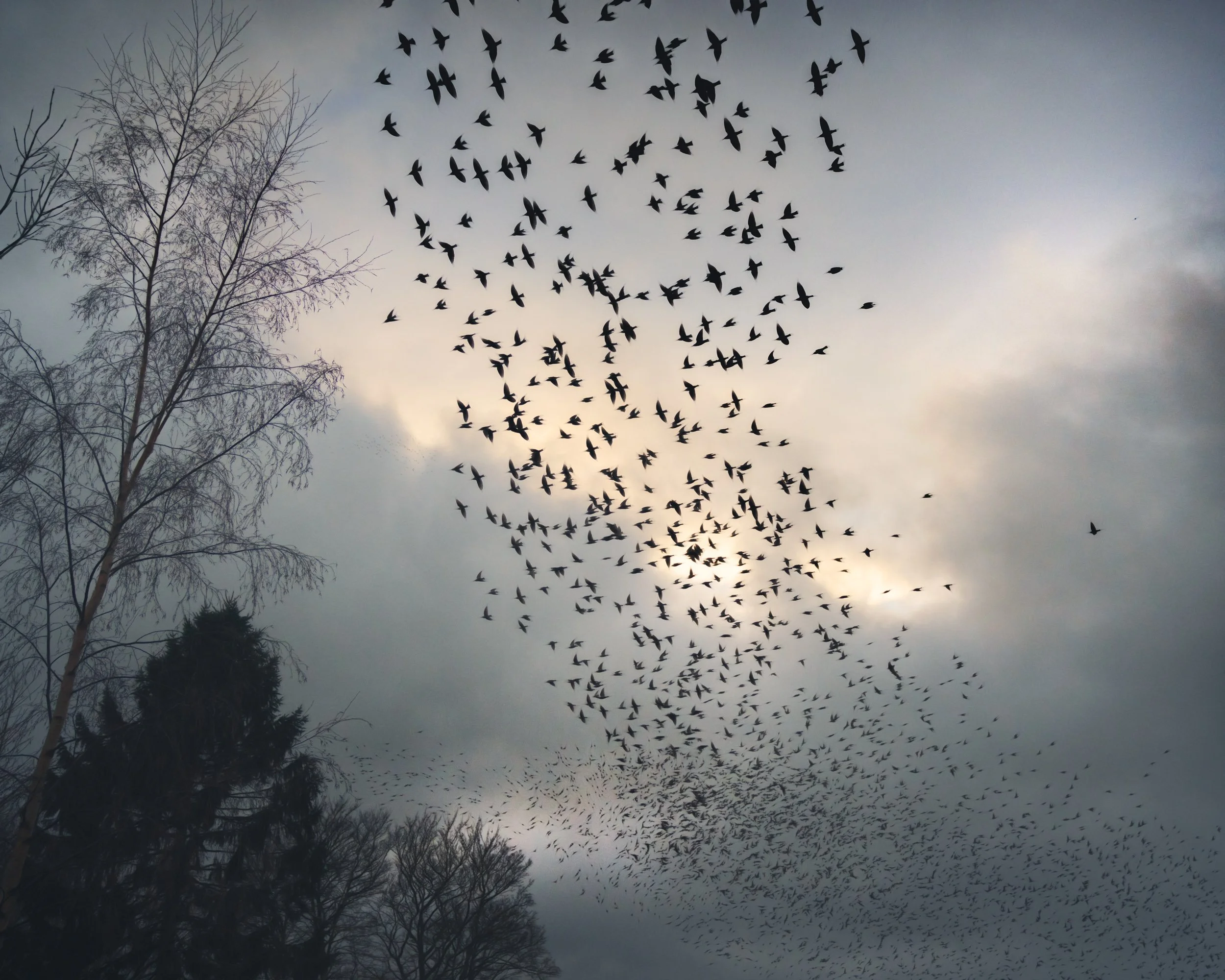 starlings-murmuration-trees.jpg