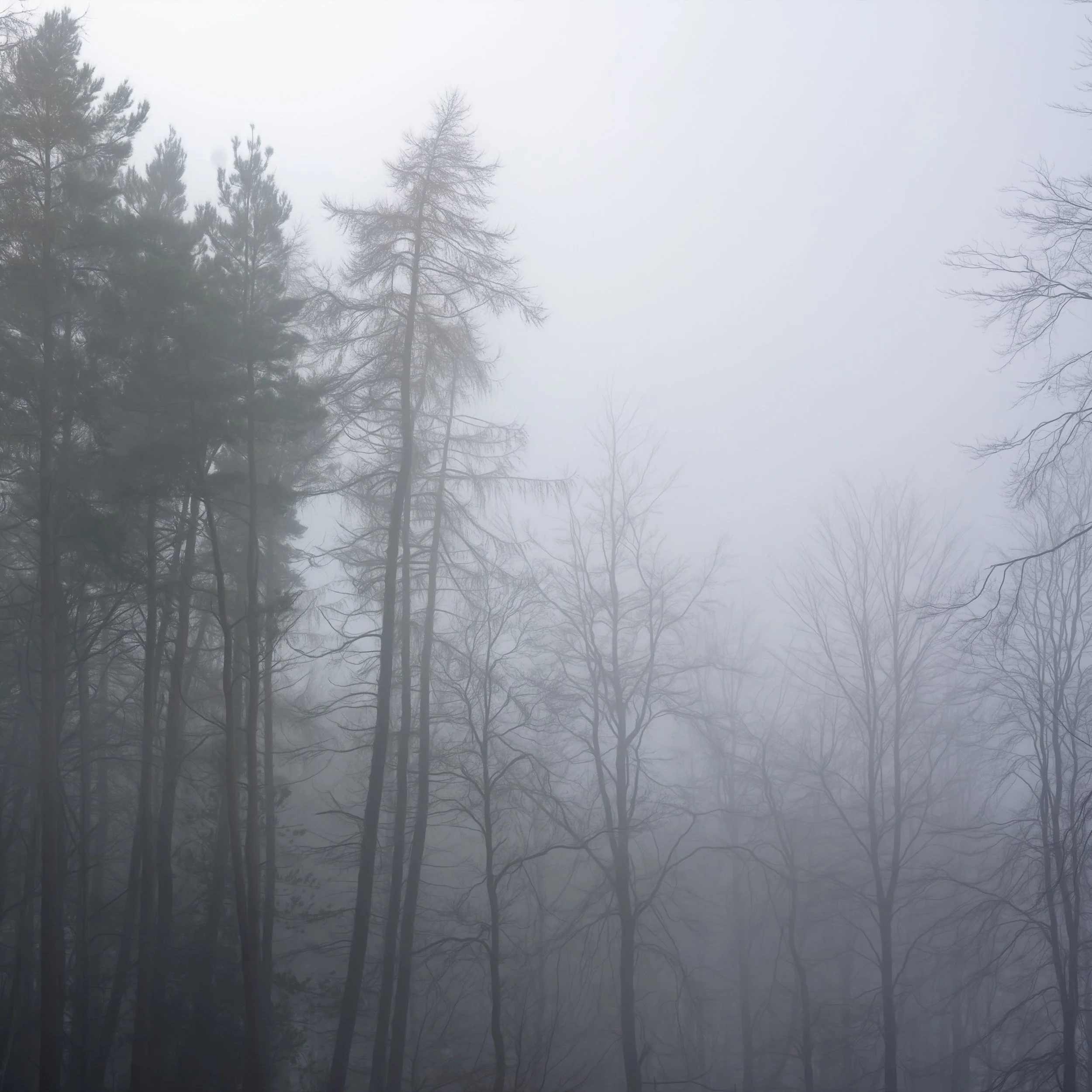 foggy-blue-evening-woodland.jpg