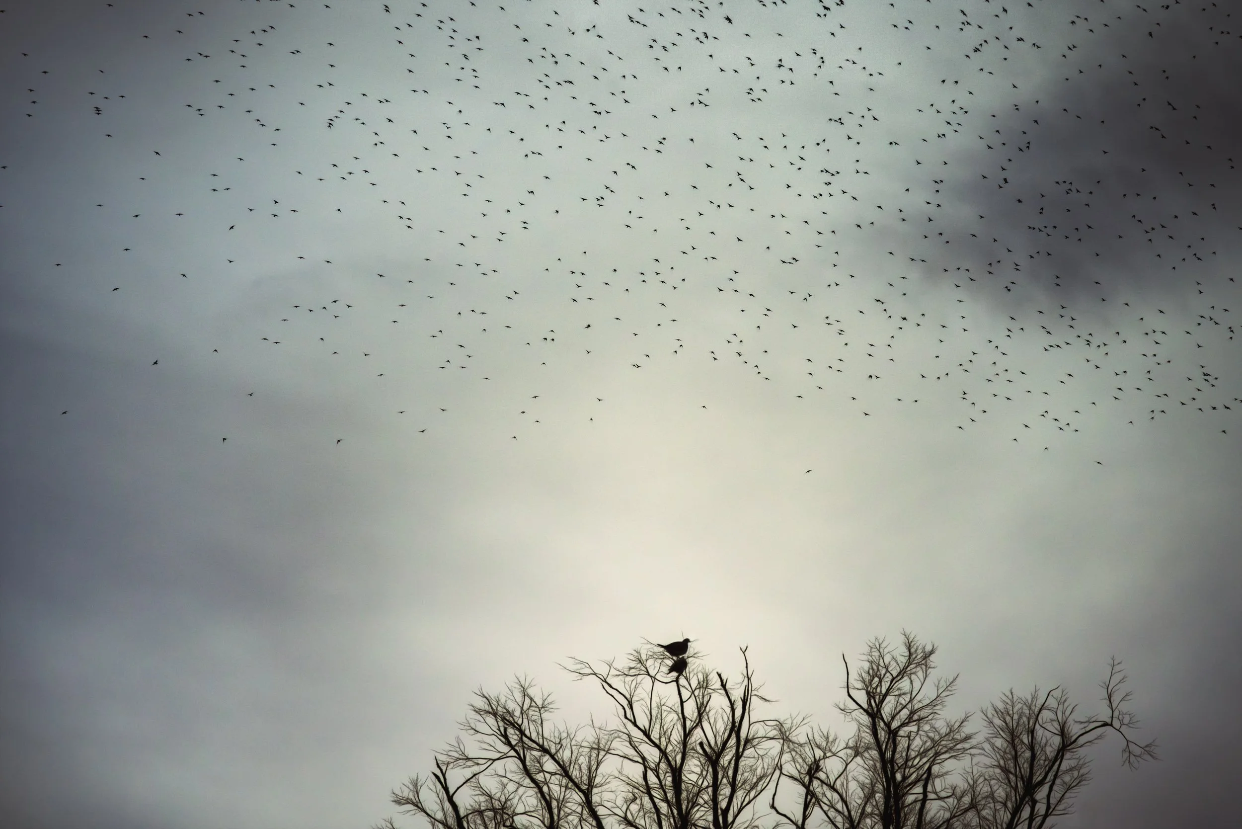 starlings-tree-tops-evening.jpg