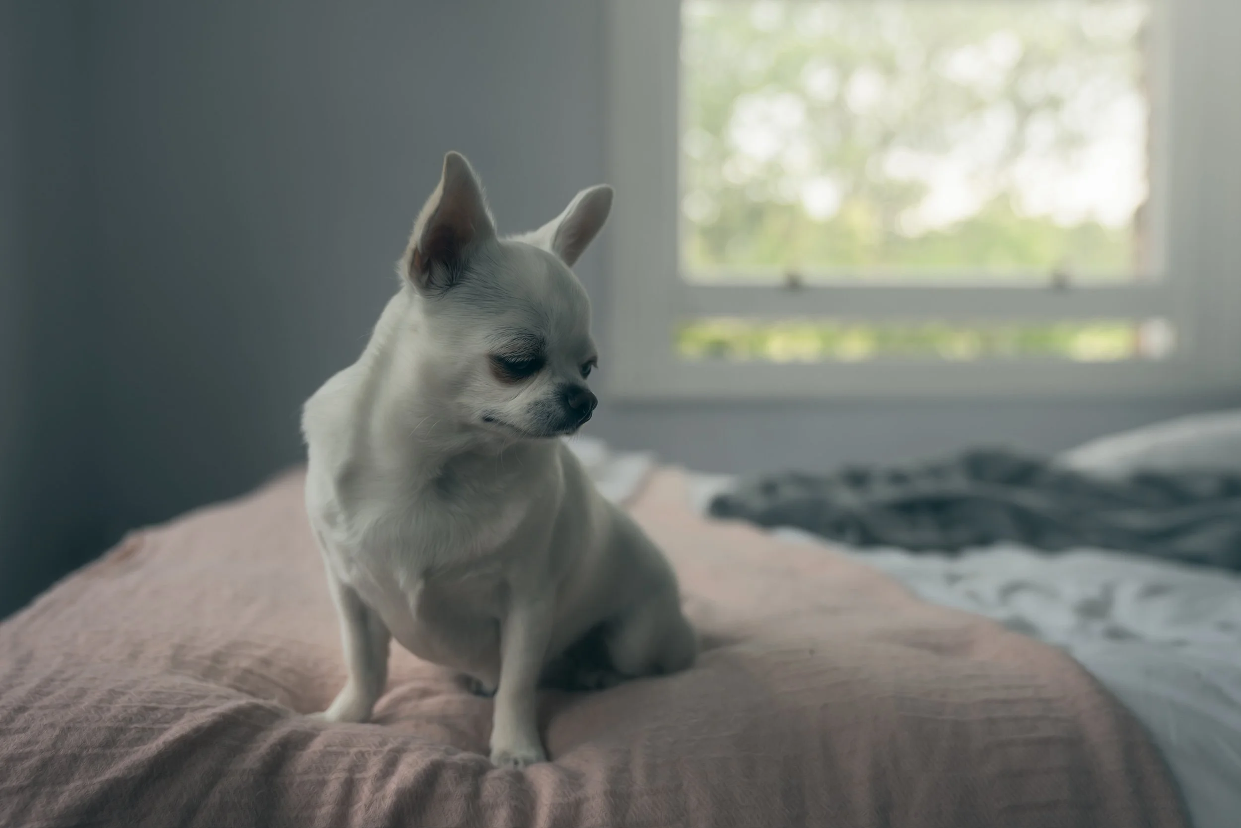 chihuahua-bed-resting.jpg
