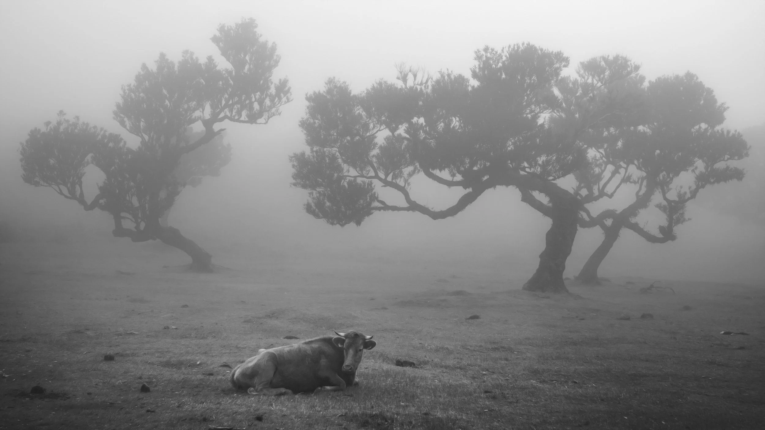 cow-woodland-misty.jpg