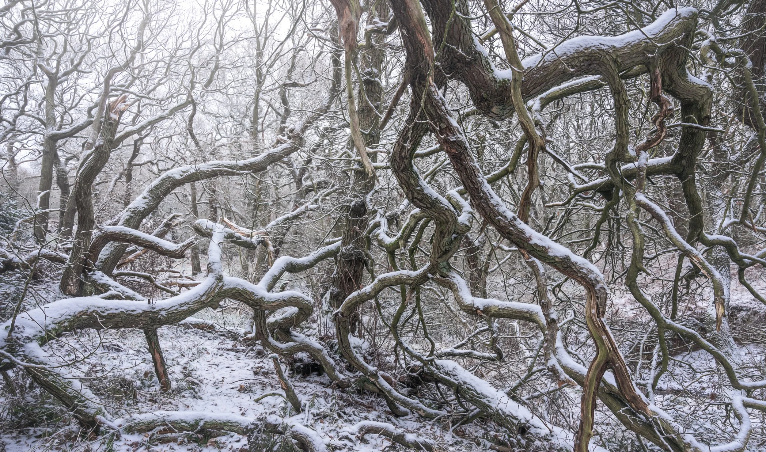 snow-covered-branches-woodland.jpg