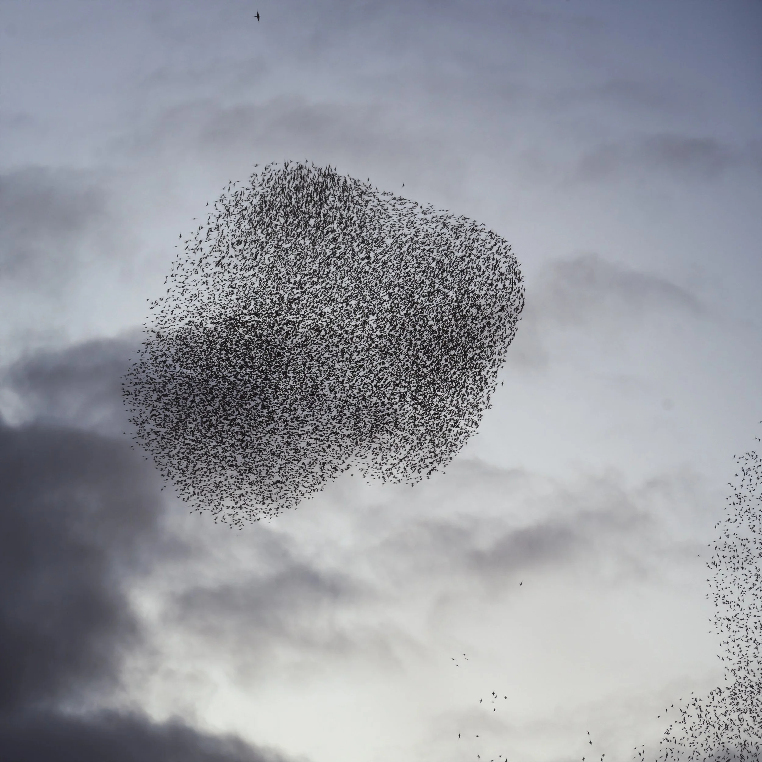 starlings-murmur-cloud.jpg