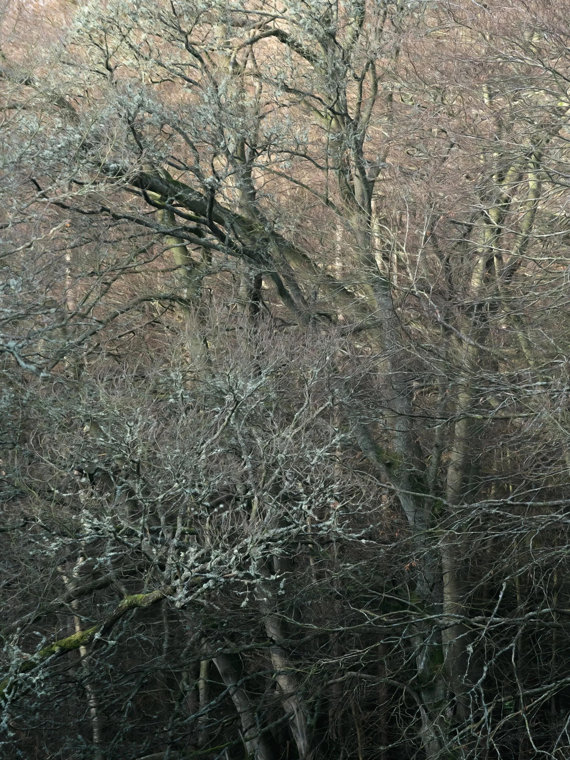 trees-branches-woodland.jpg